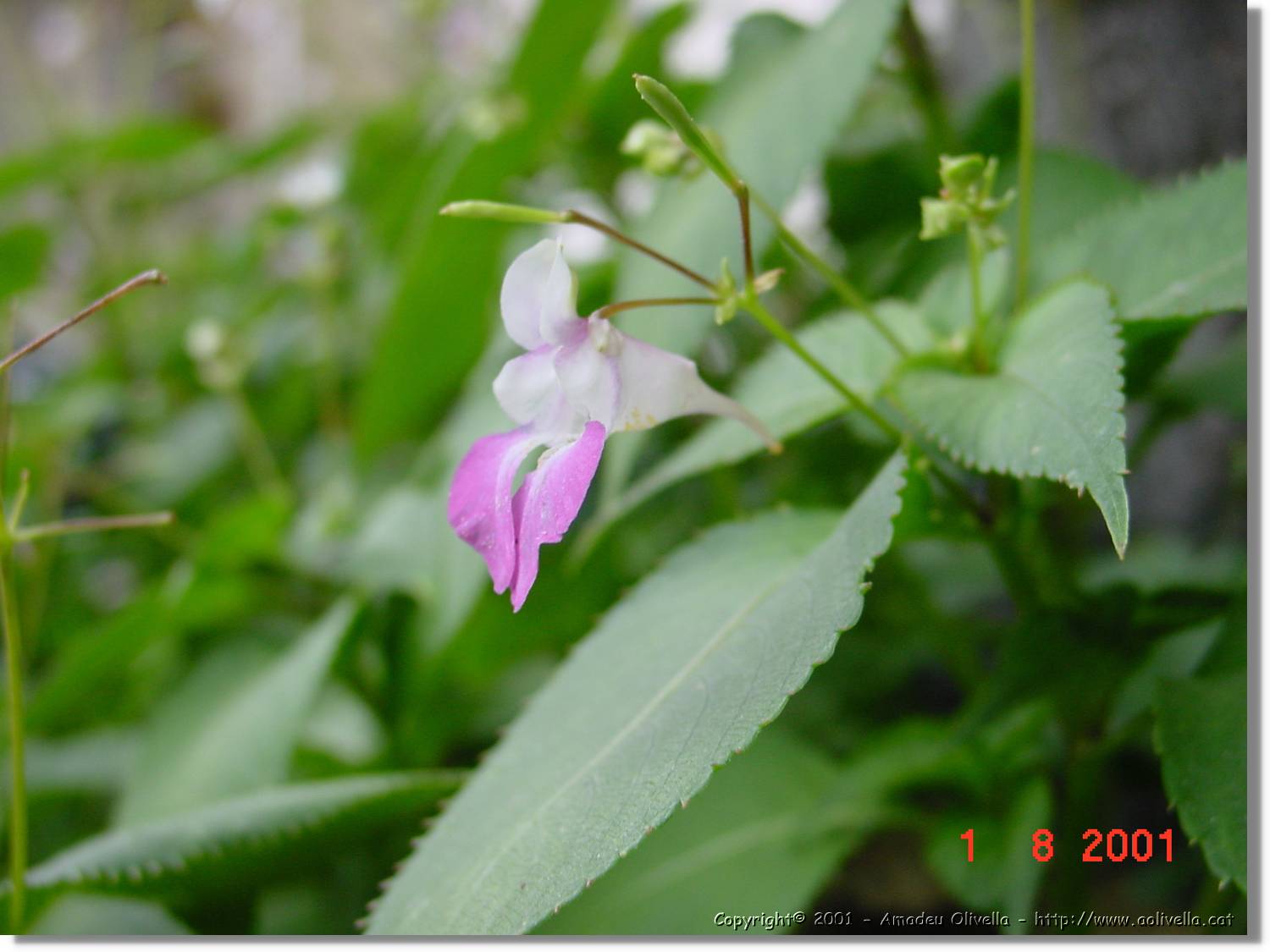 Flors_379.jpg