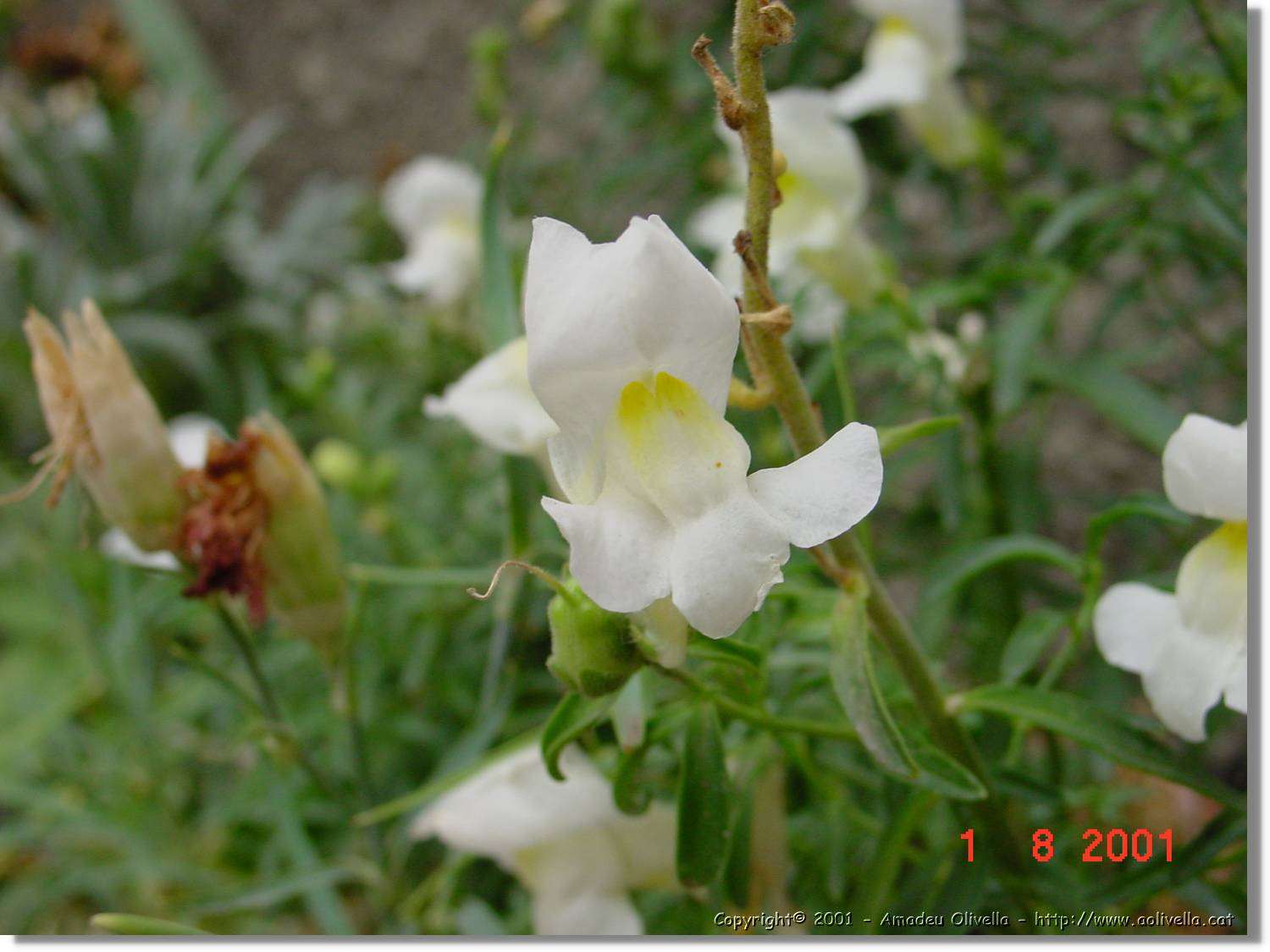 Flors_380.jpg