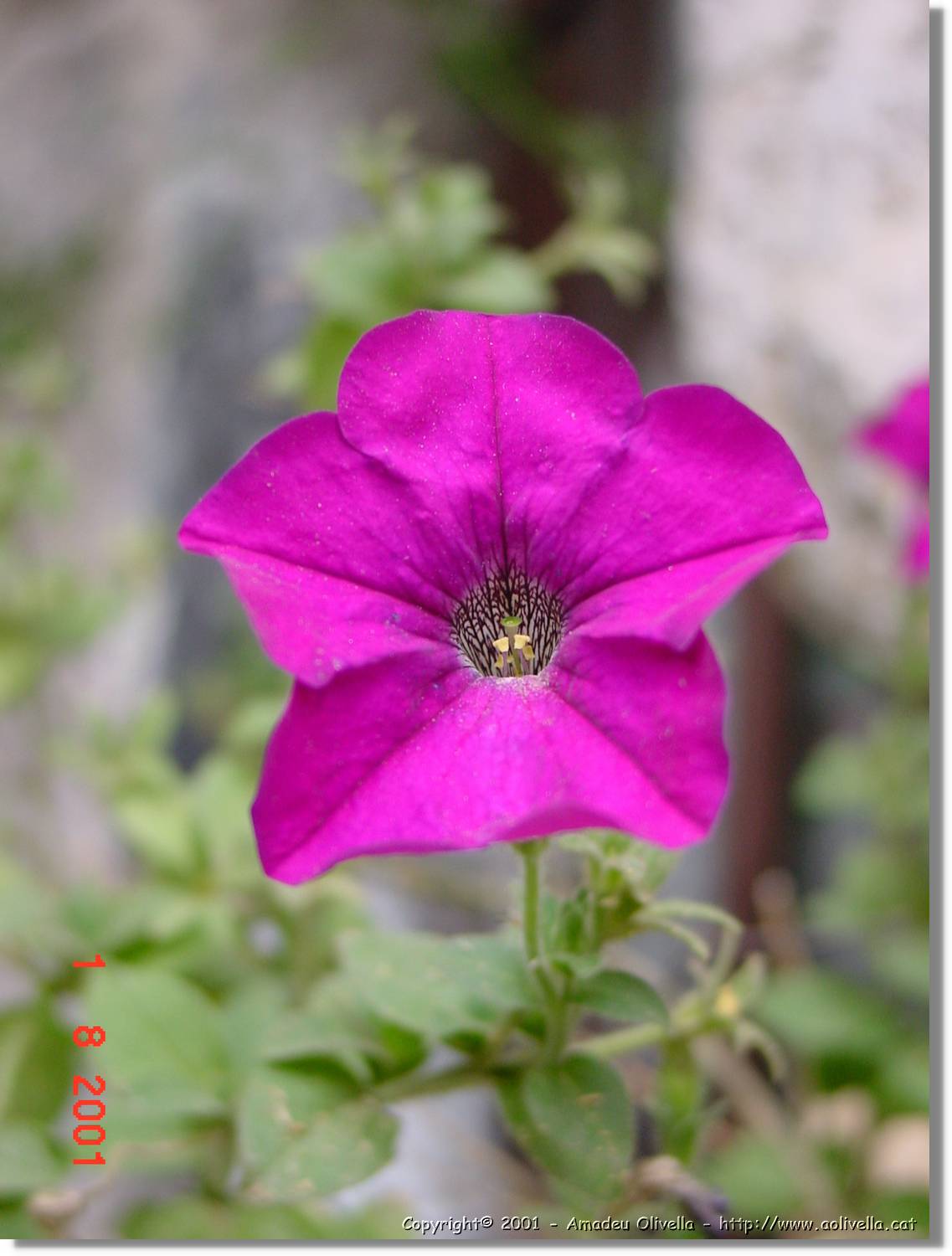 Flors_381.jpg