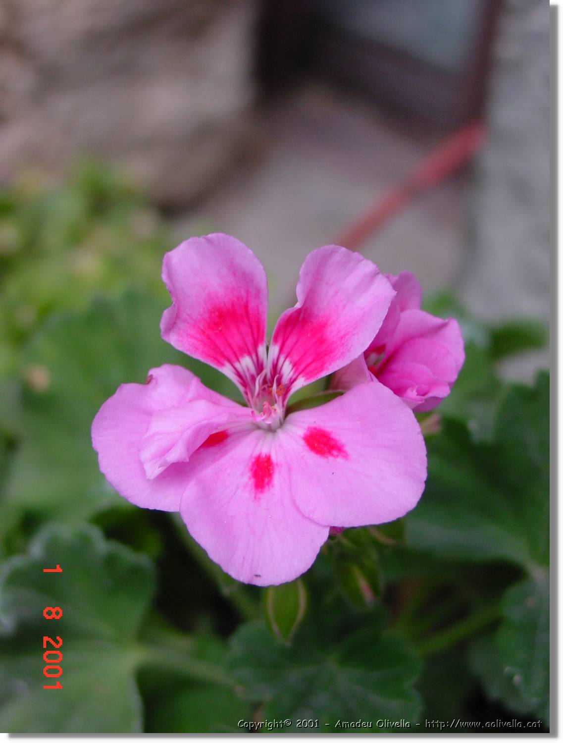 Flors_382.jpg
