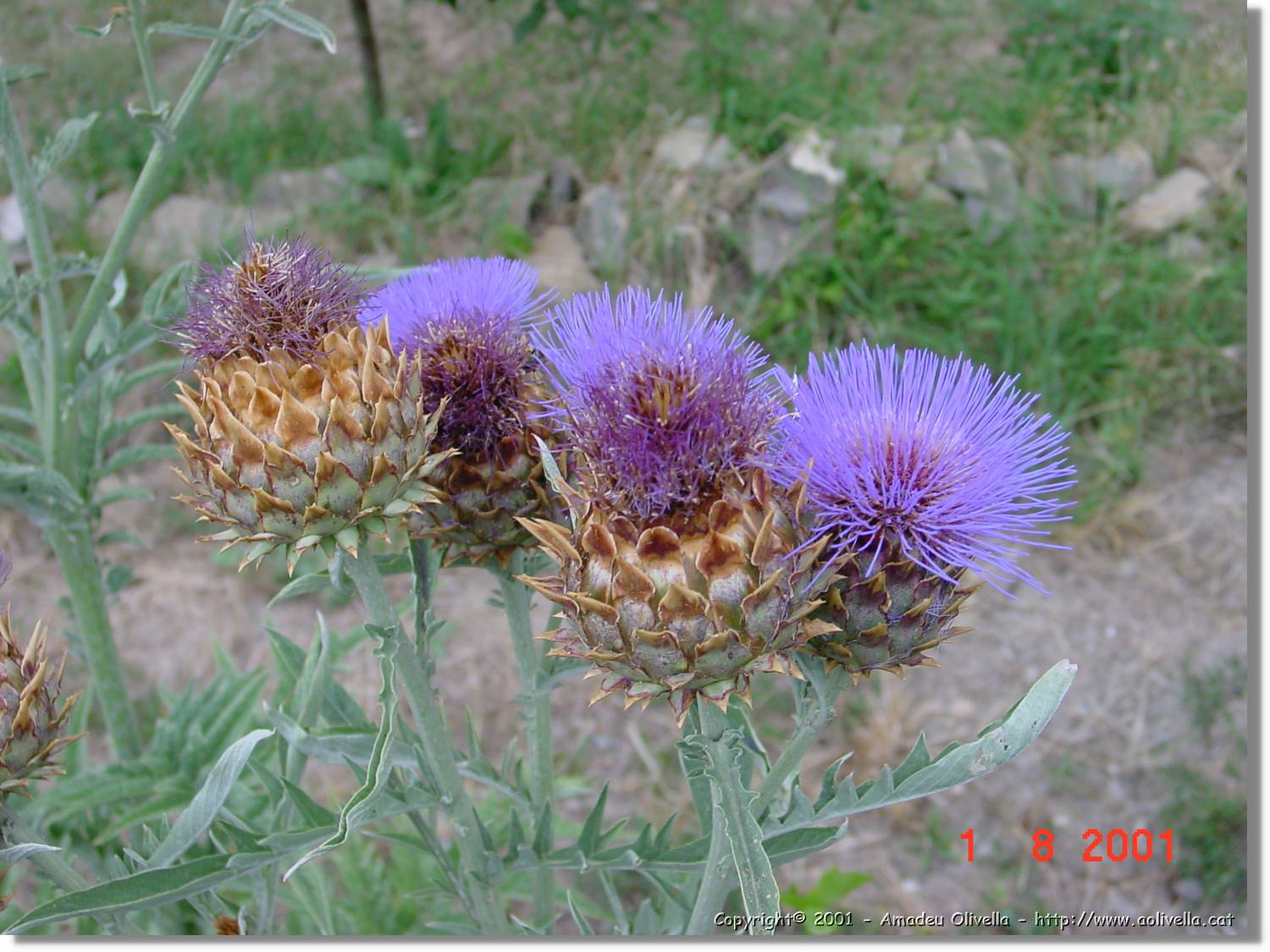 Flors_383.jpg