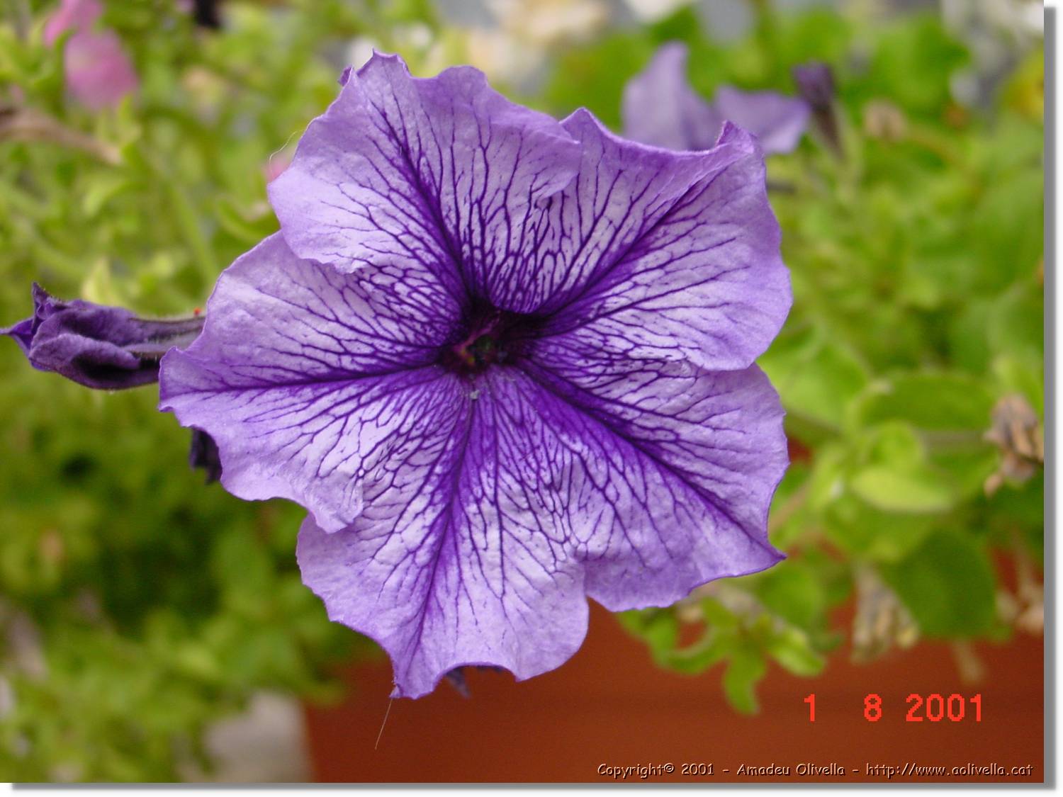 Flors_384.jpg
