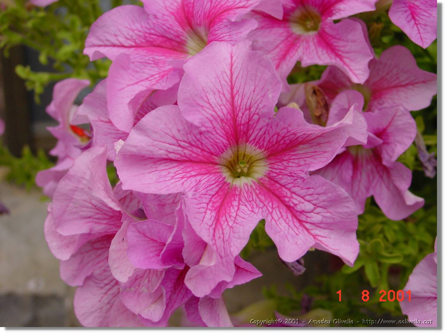 Flors_385.jpg