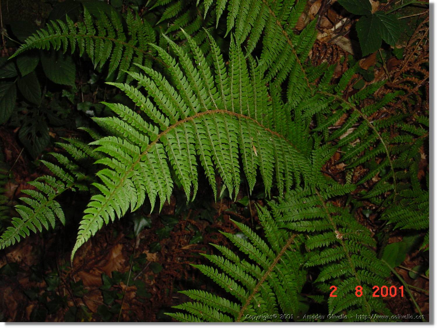 Flors_387.jpg