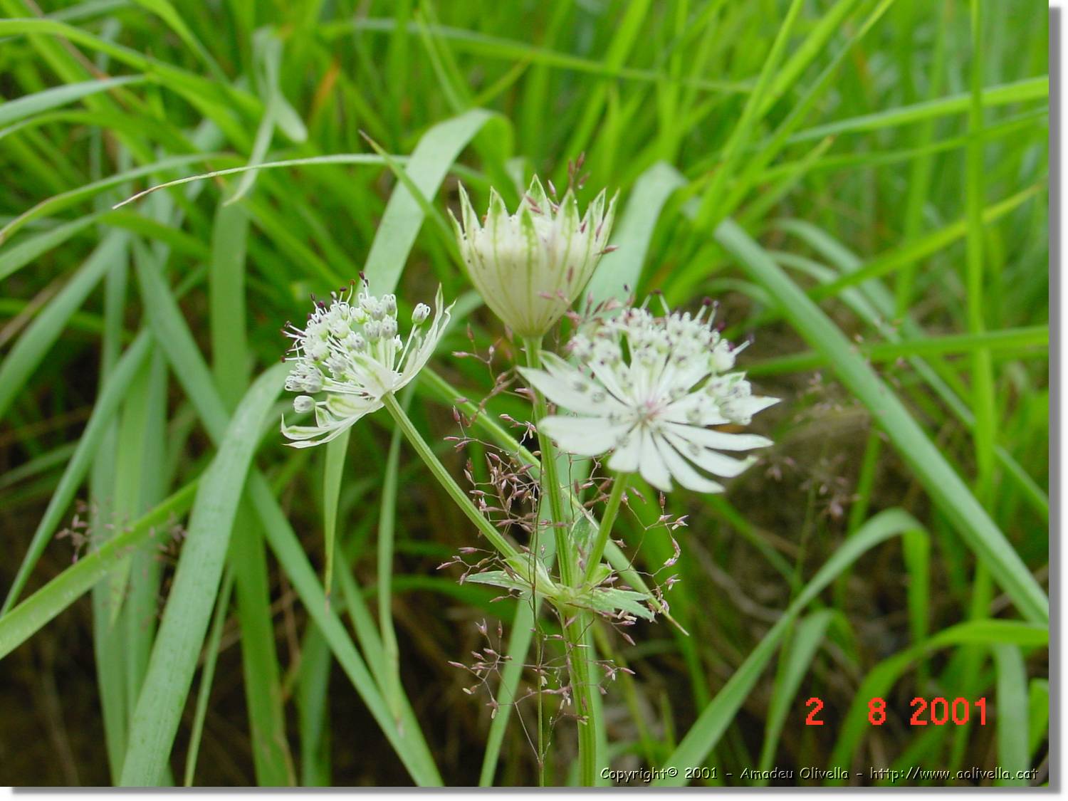 Flors_389.jpg
