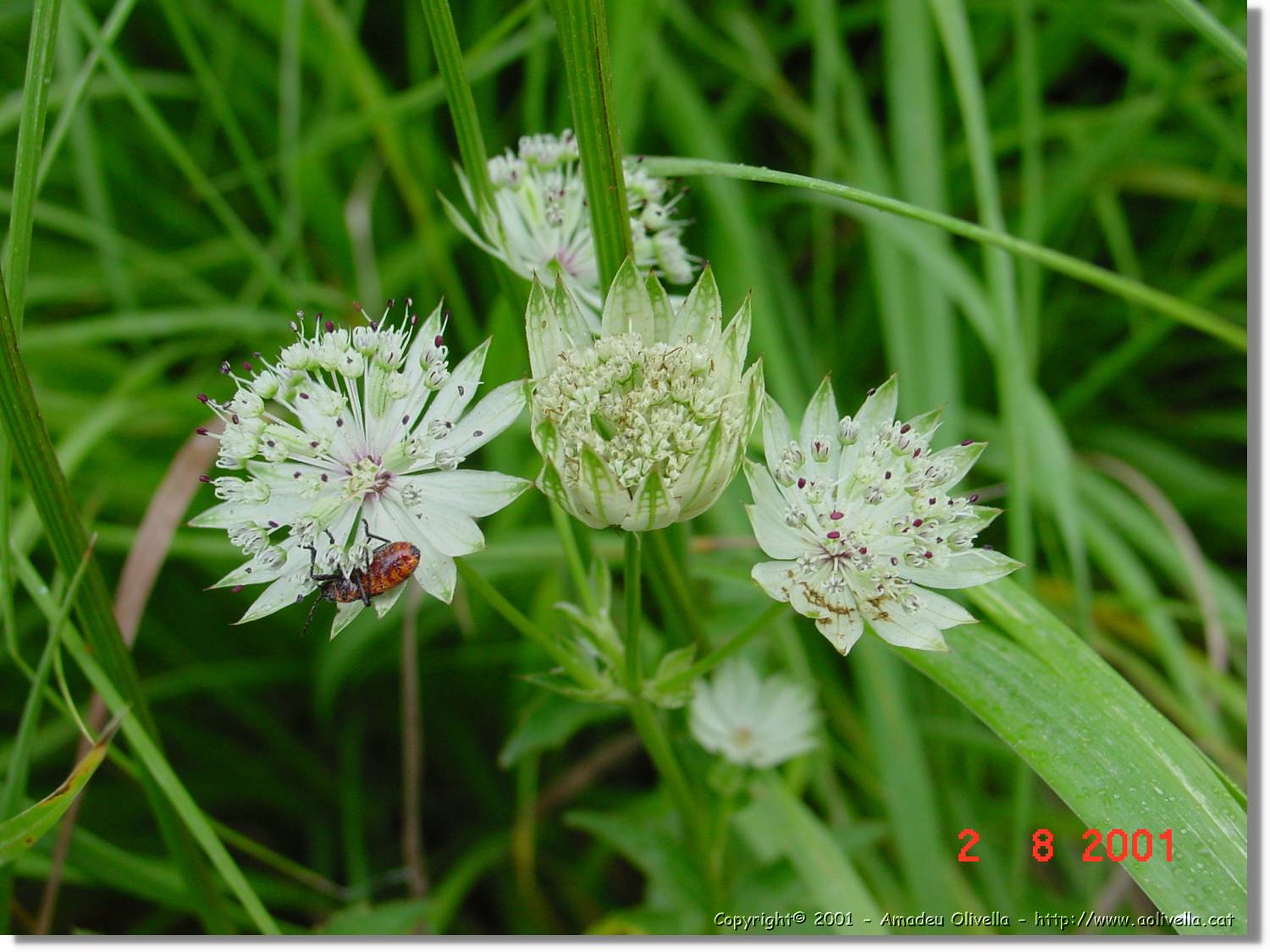 Flors_390.jpg