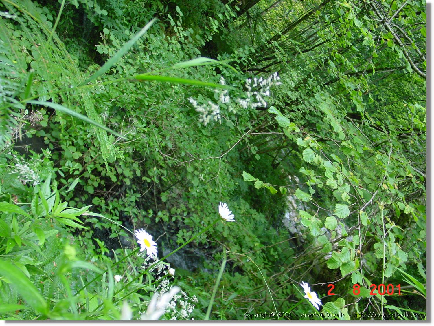 Flors_391.jpg