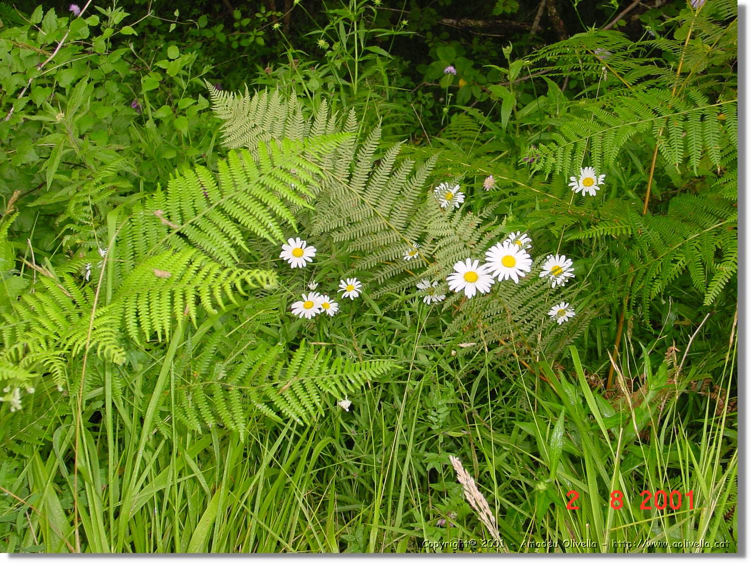 Flors_392.jpg