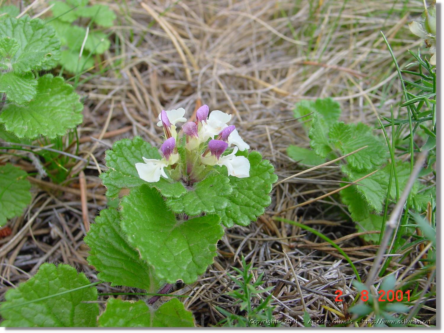 Flors_393.jpg