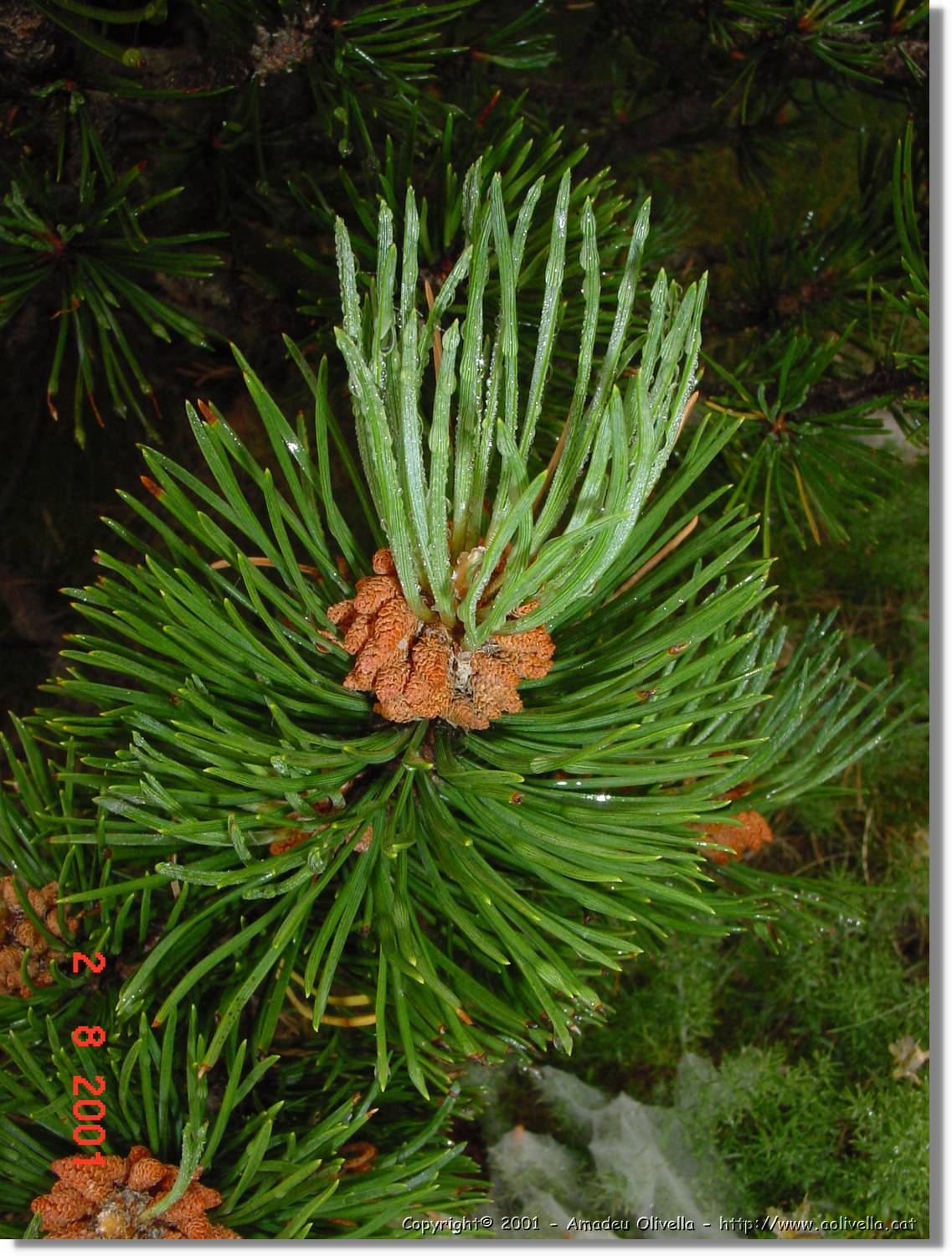 Flors_394.jpg