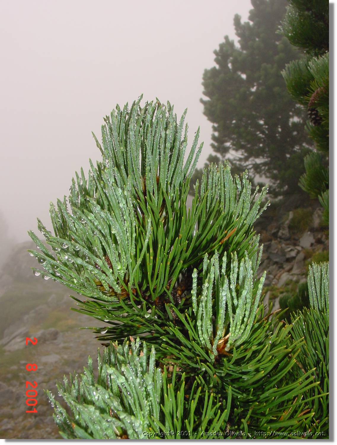 Flors_397.jpg
