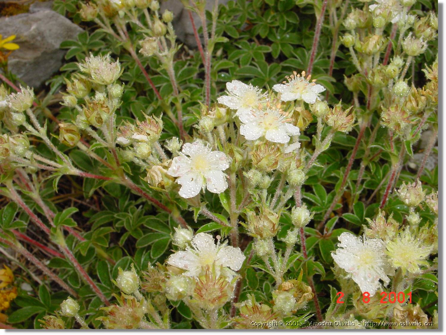 Flors_398.jpg