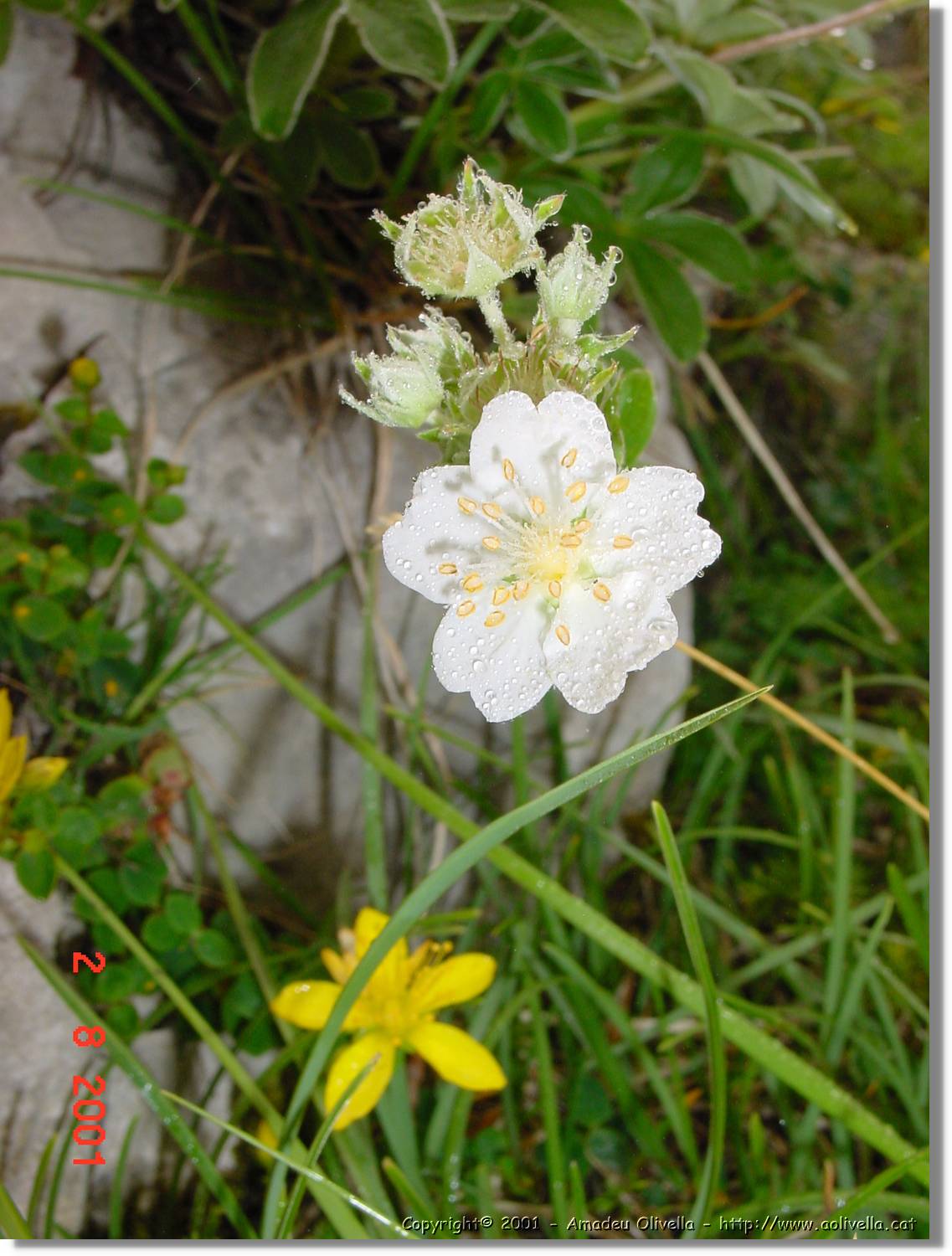 Flors_399.jpg