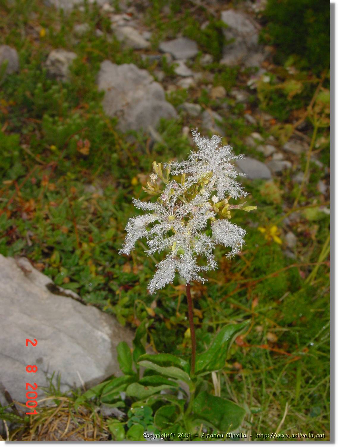 Flors_400.jpg