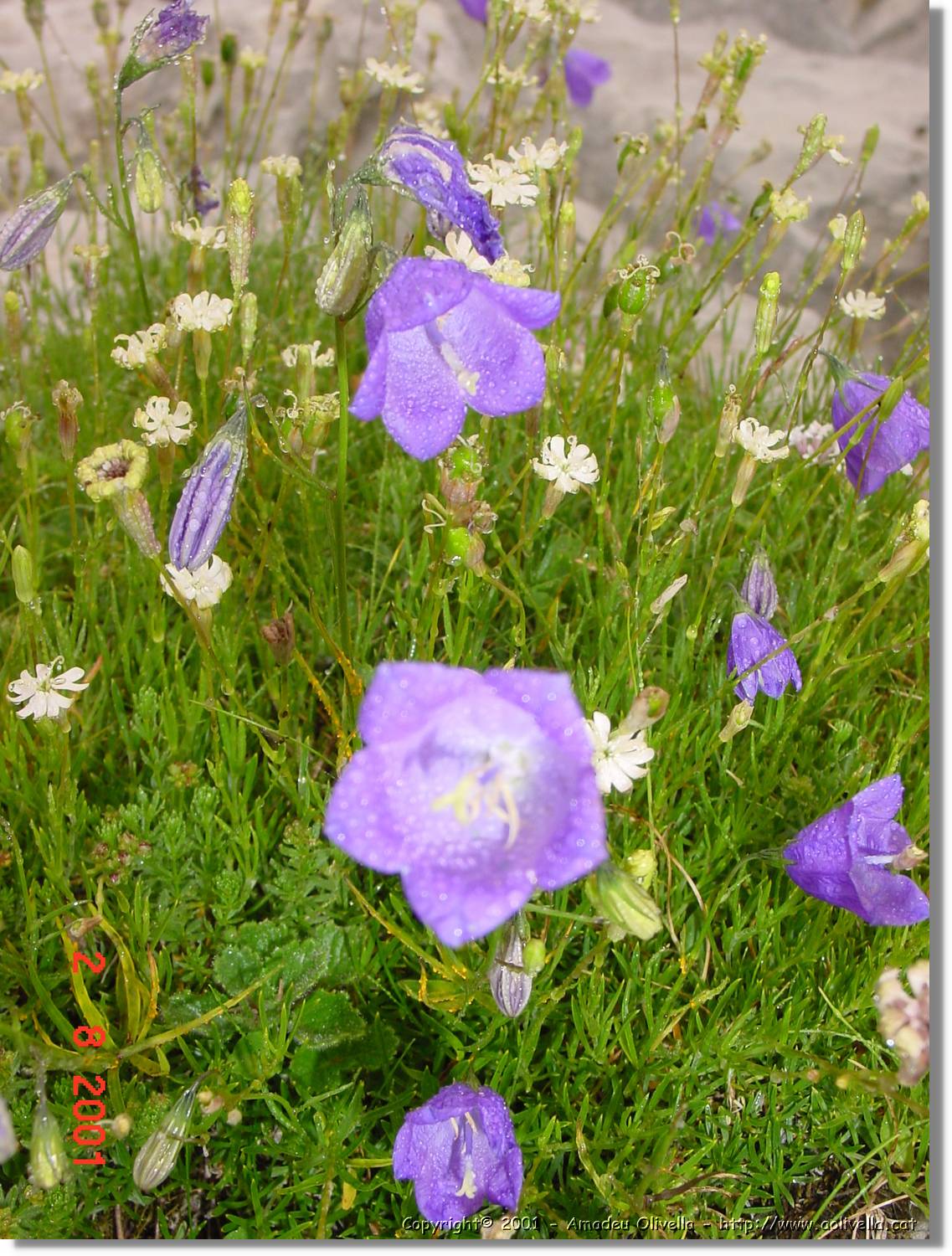 Flors_401.jpg