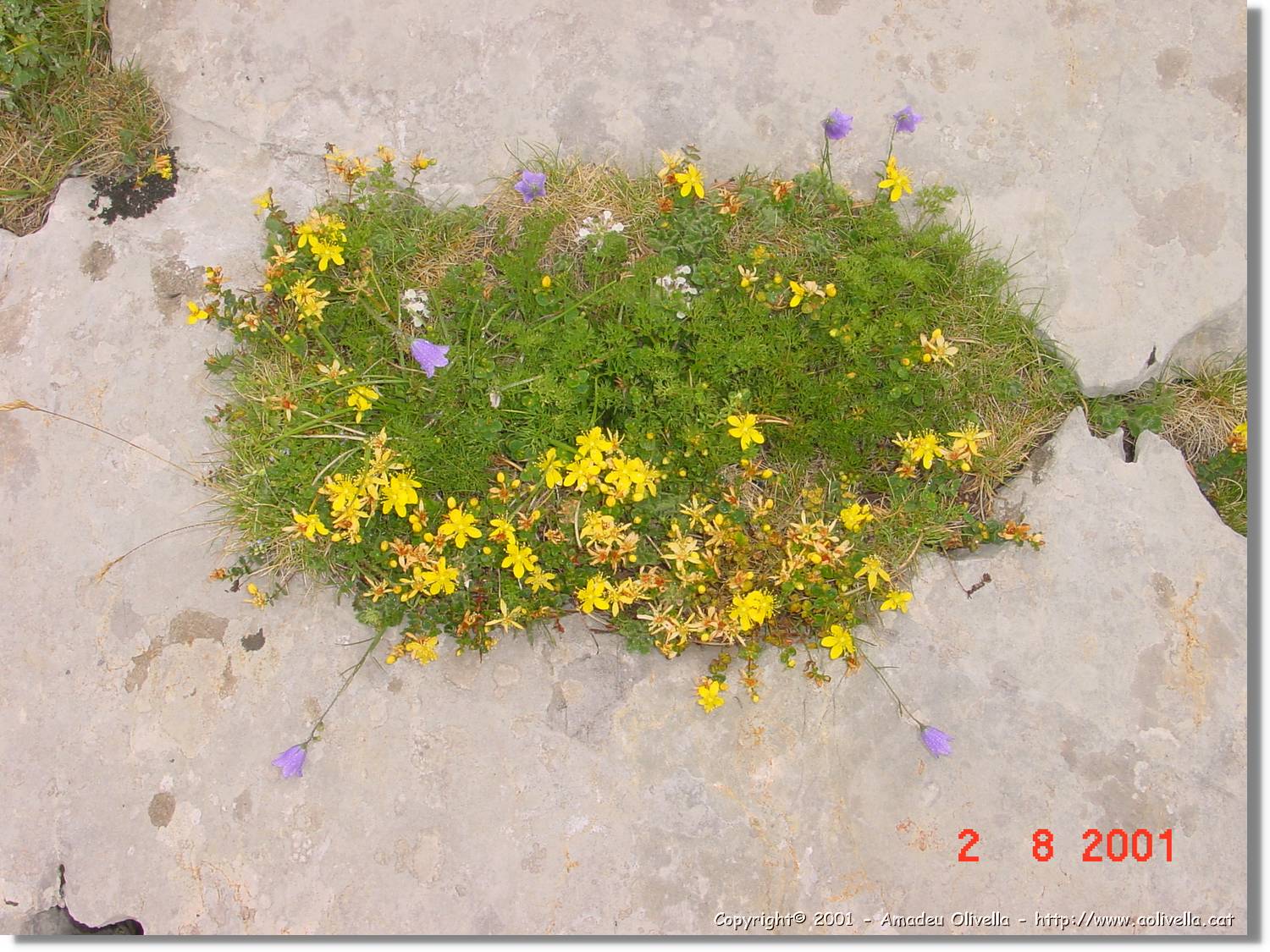 Flors_402.jpg