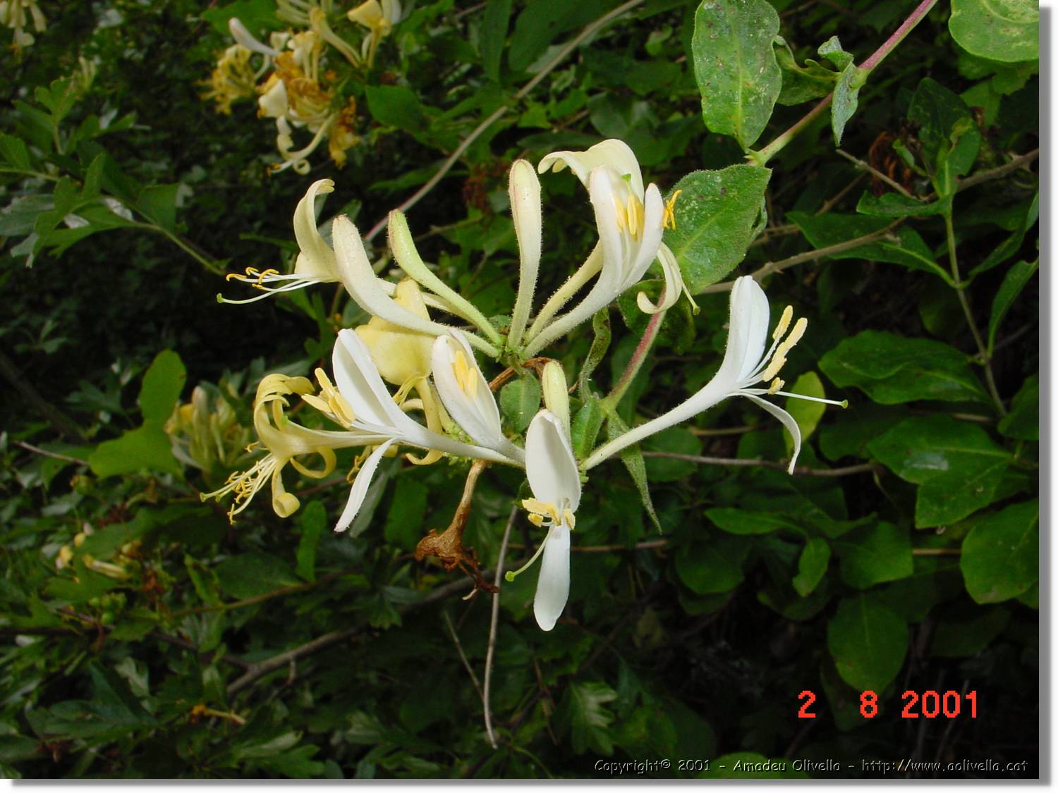 Flors_403.jpg