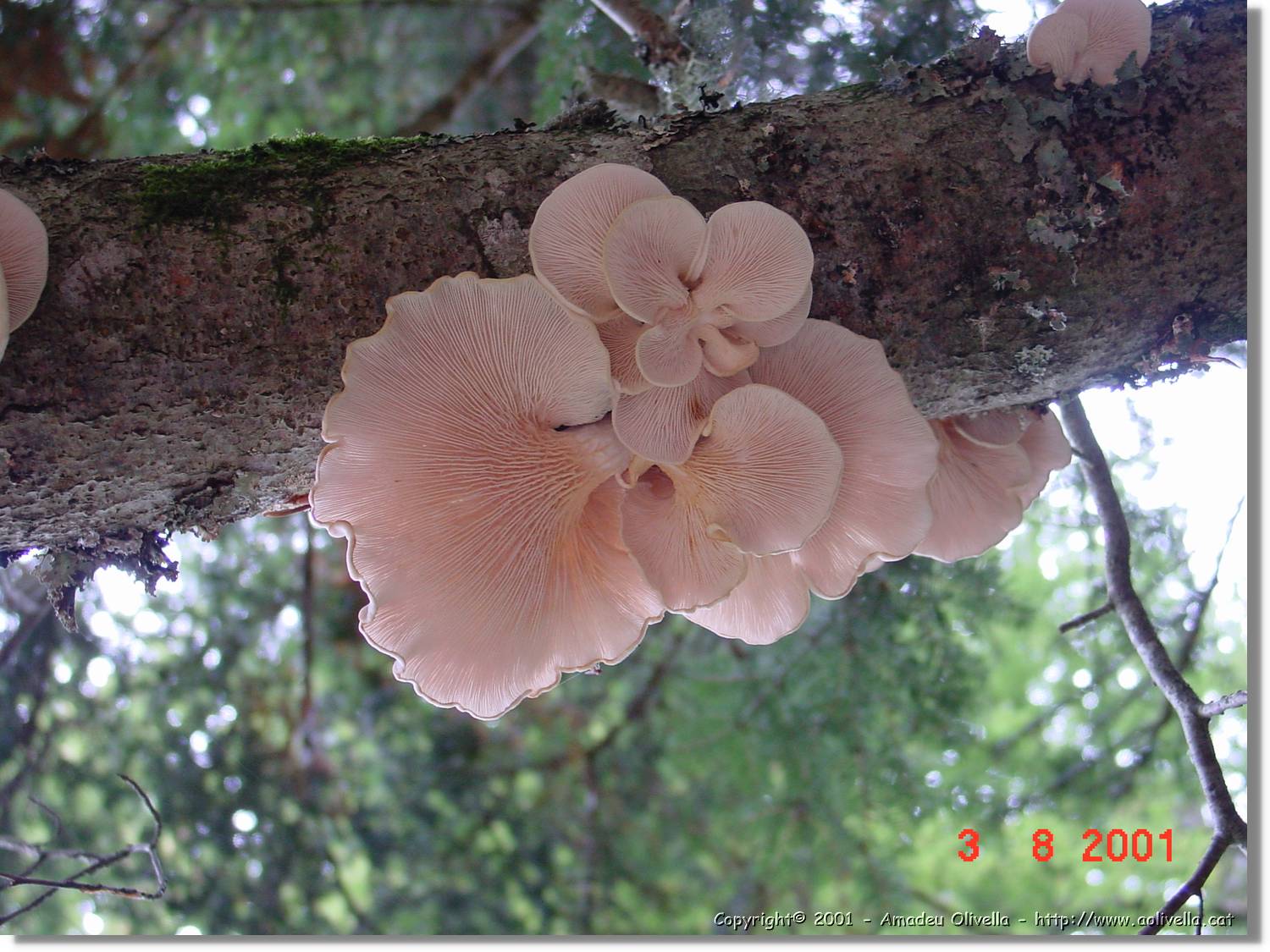 Flors_405.jpg