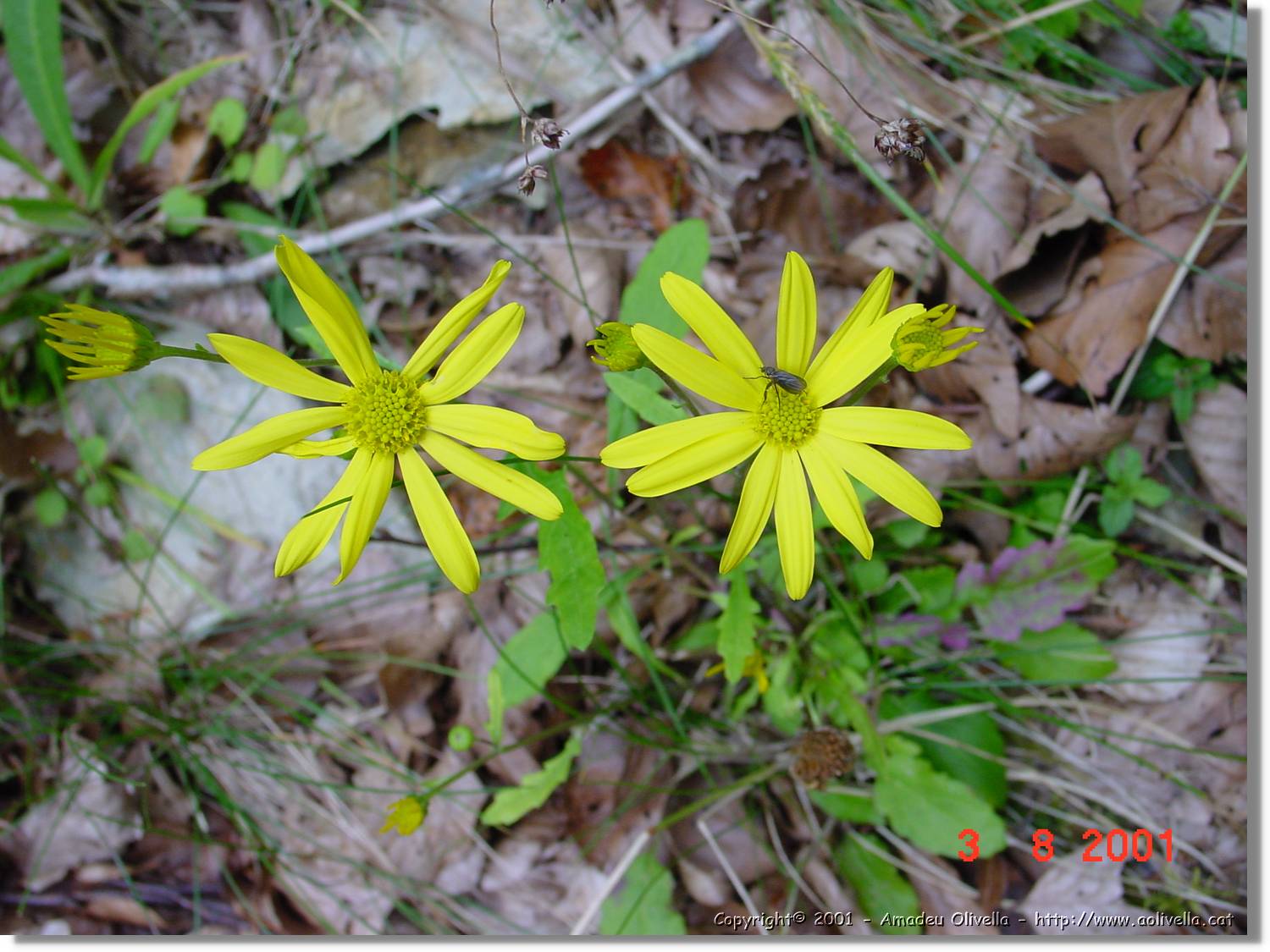 Flors_406.jpg
