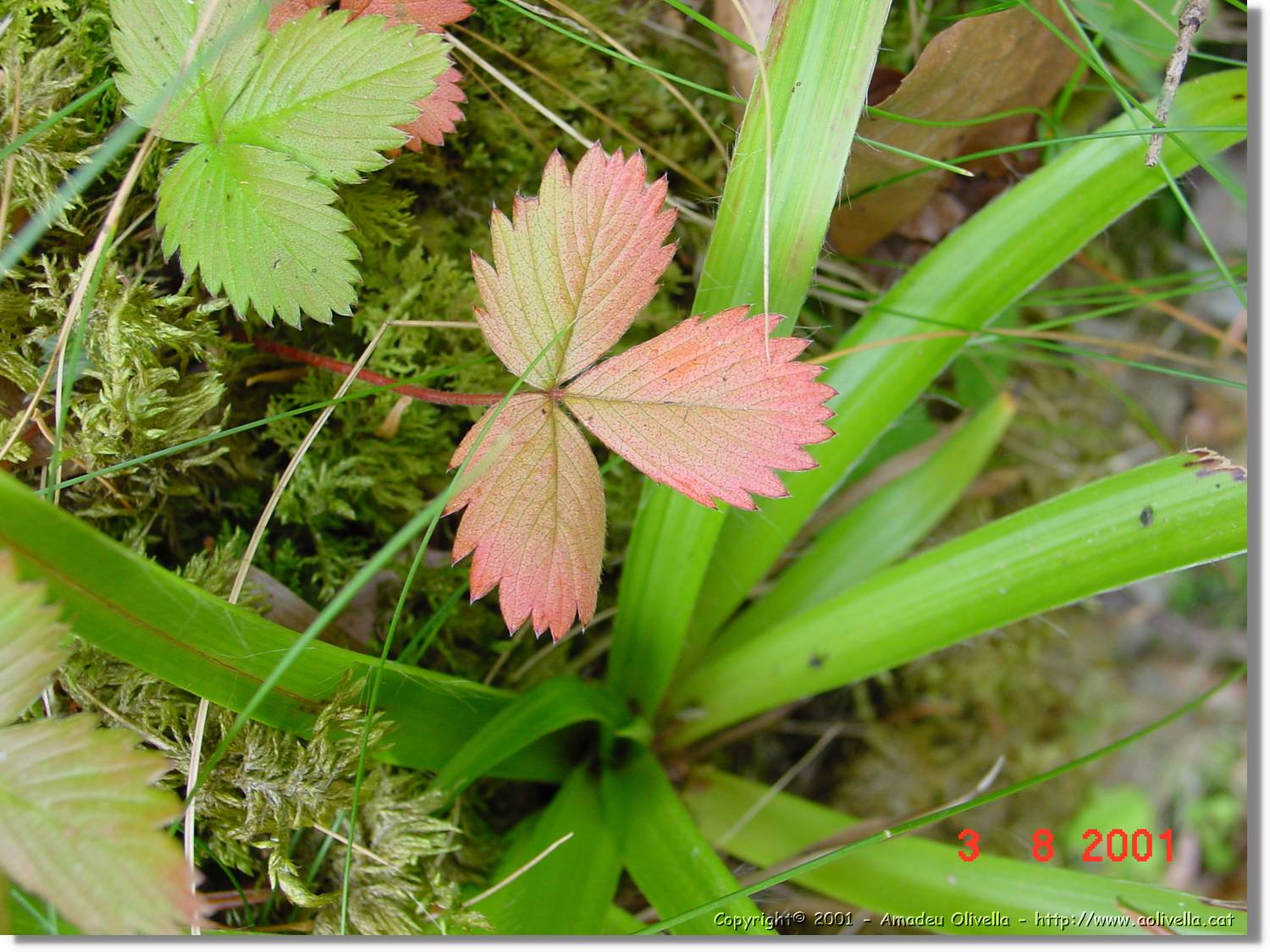 Flors_407.jpg