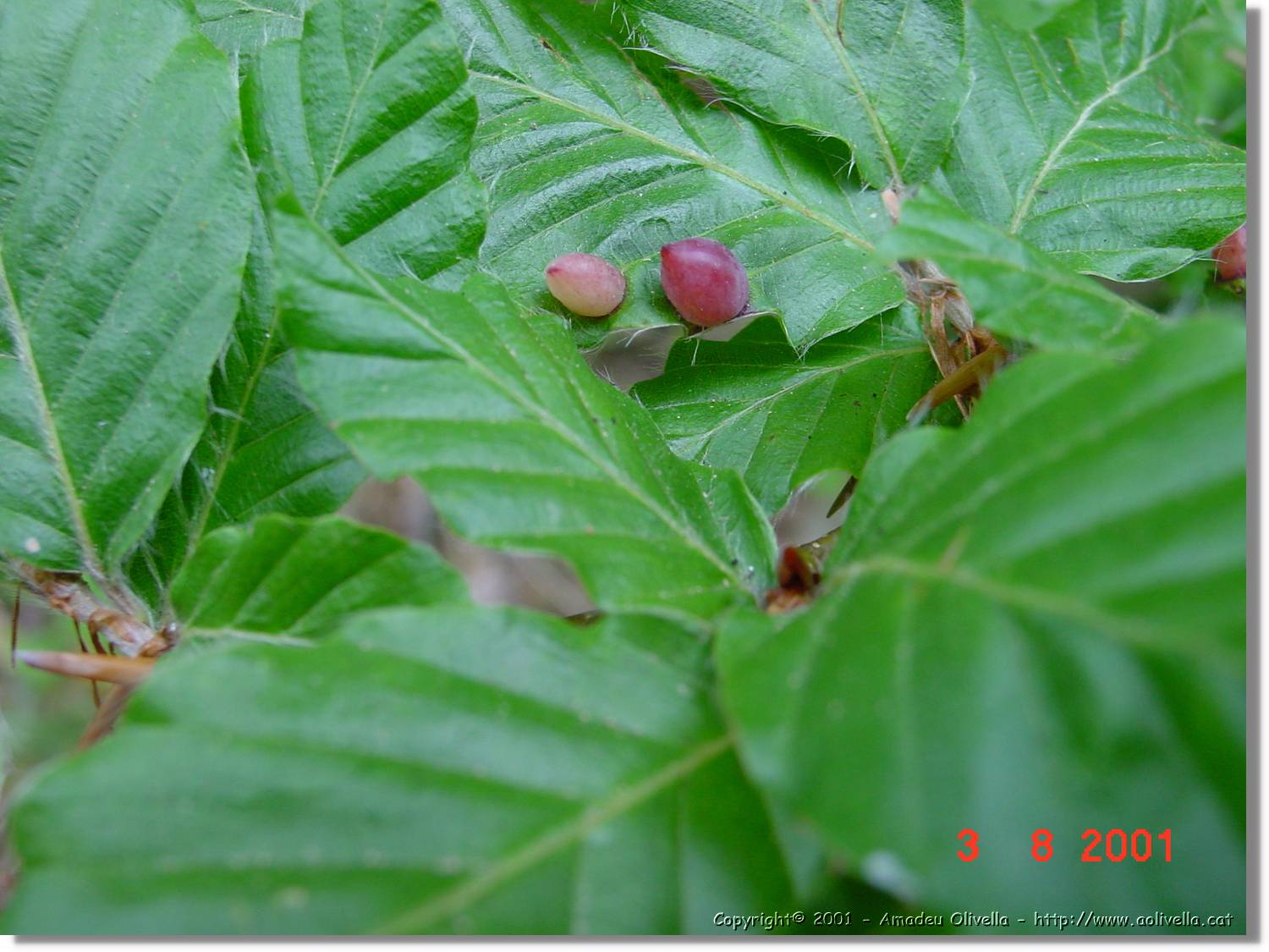 Flors_408.jpg