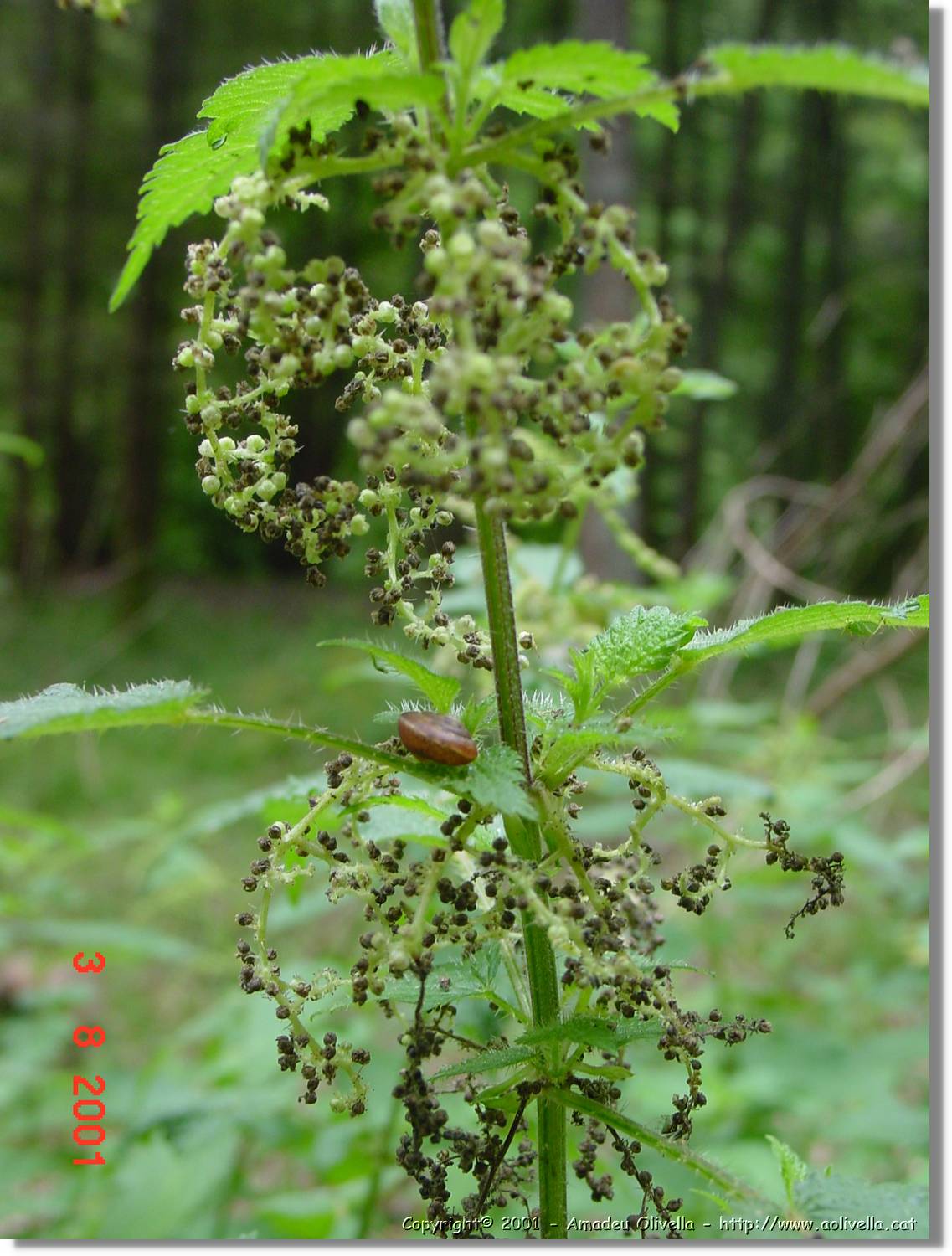 Flors_409.jpg
