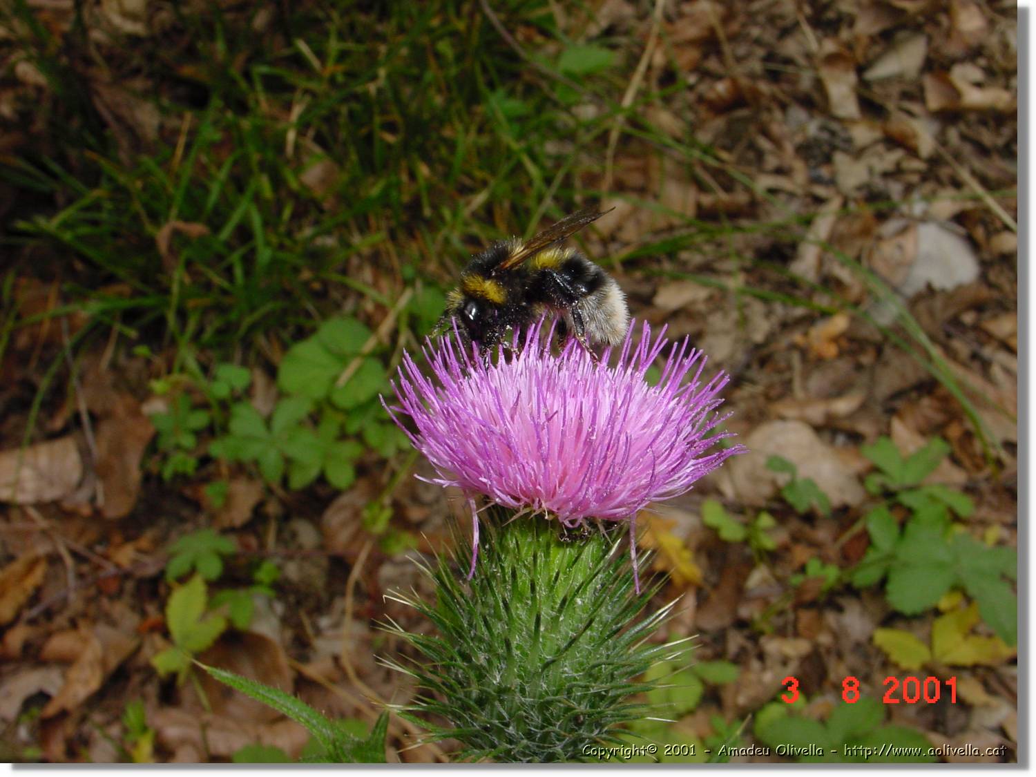 Flors_410.jpg