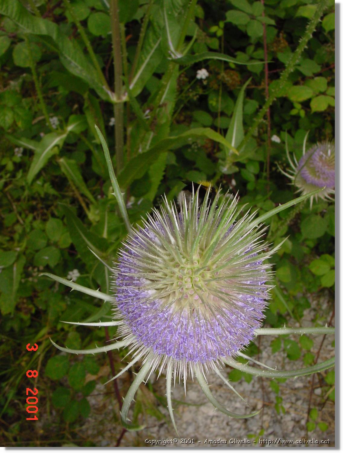Flors_414.jpg