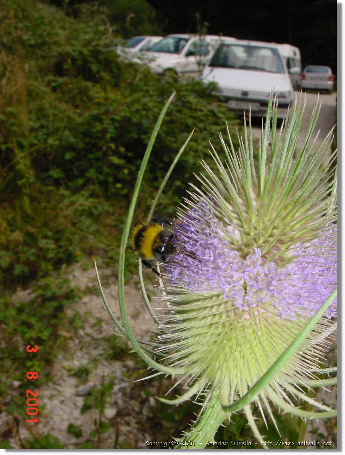Flors_415.jpg