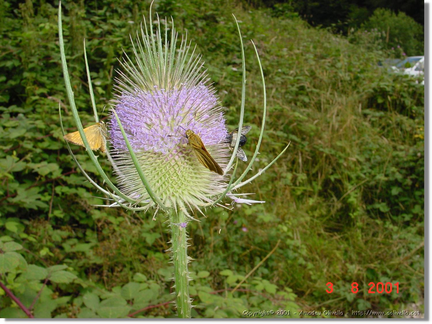 Flors_416.jpg