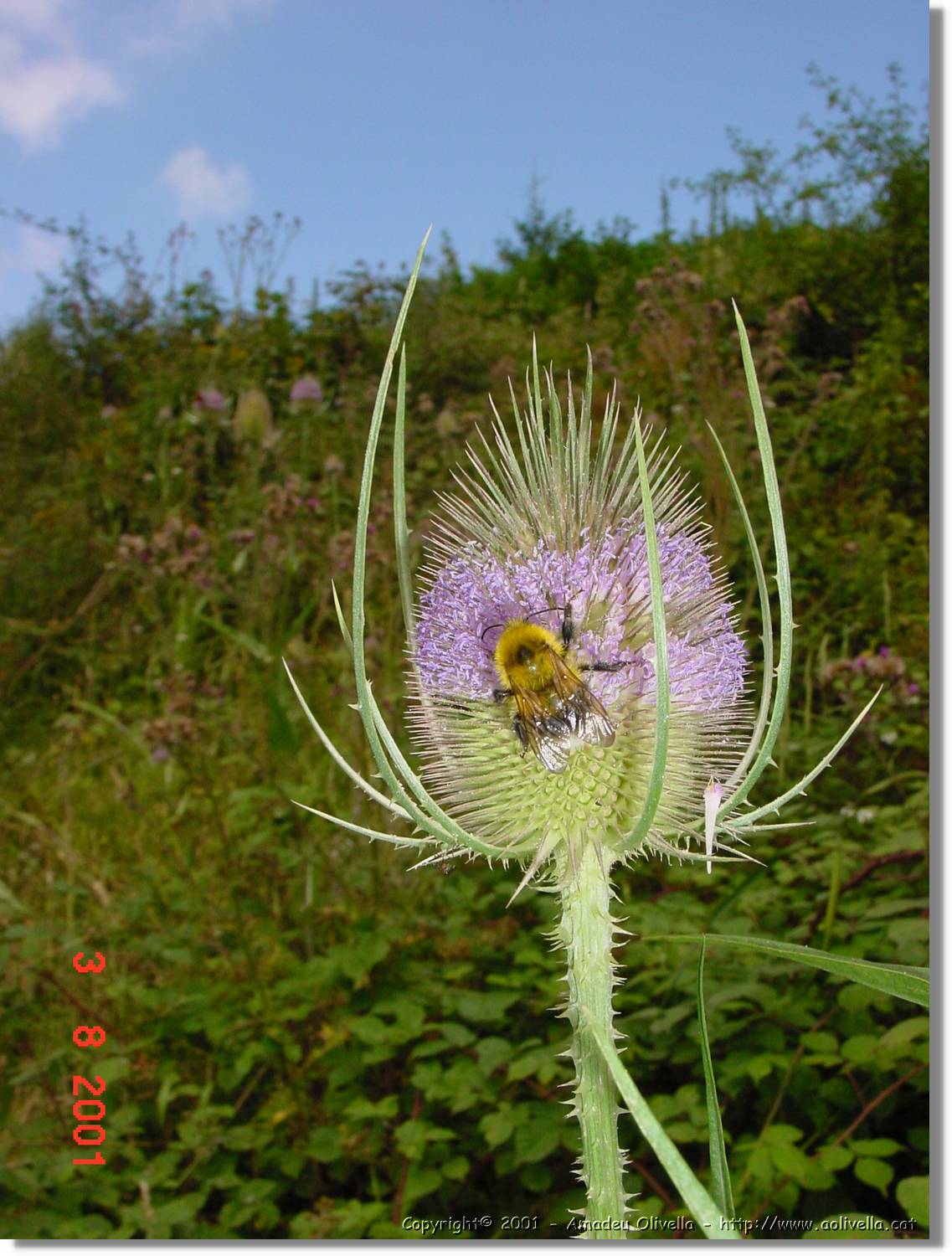Flors_417.jpg