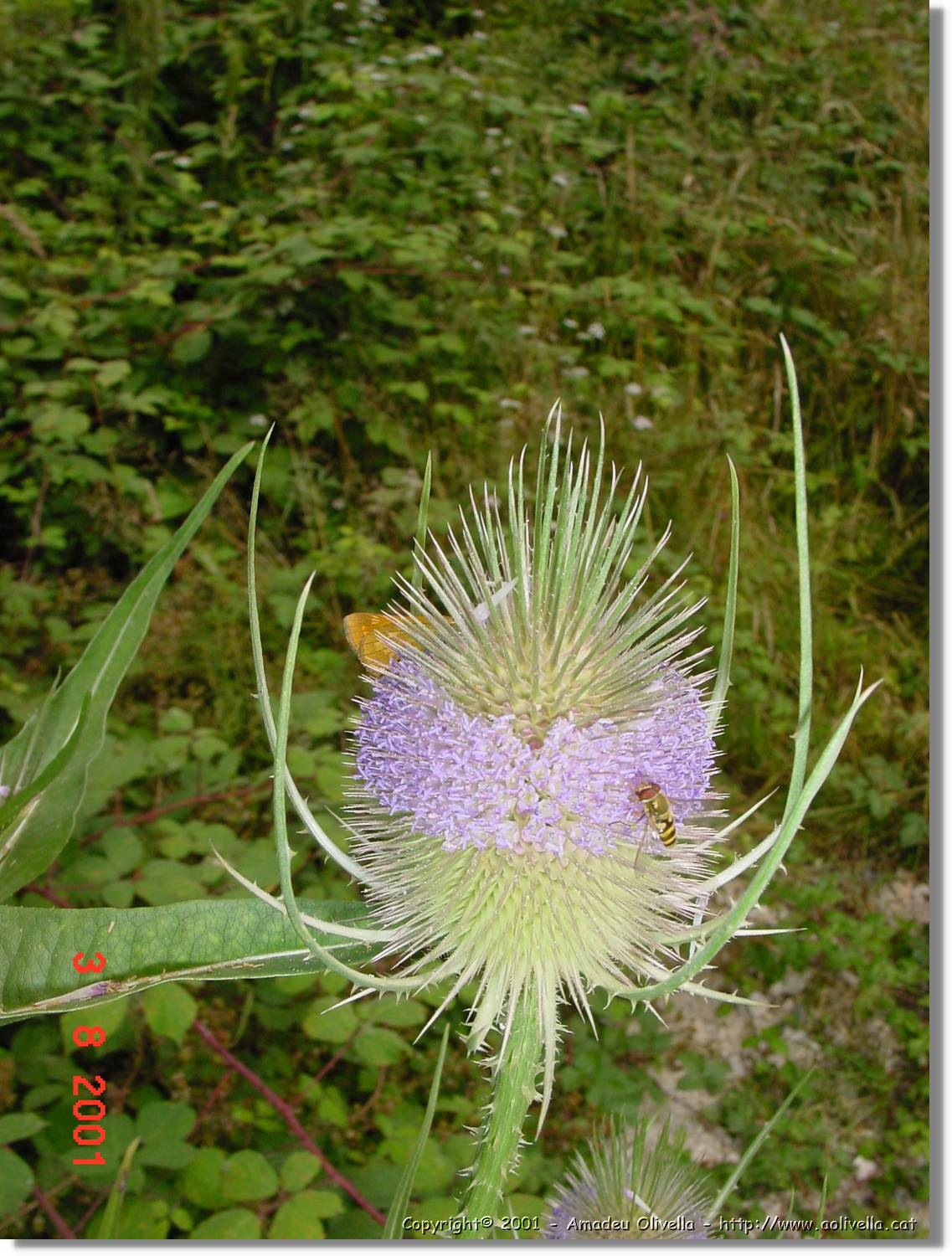 Flors_418.jpg