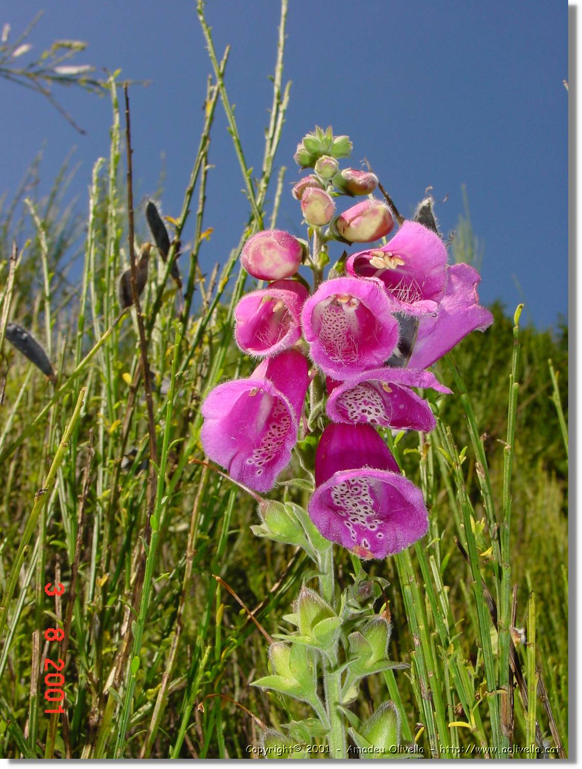 Flors_419.jpg