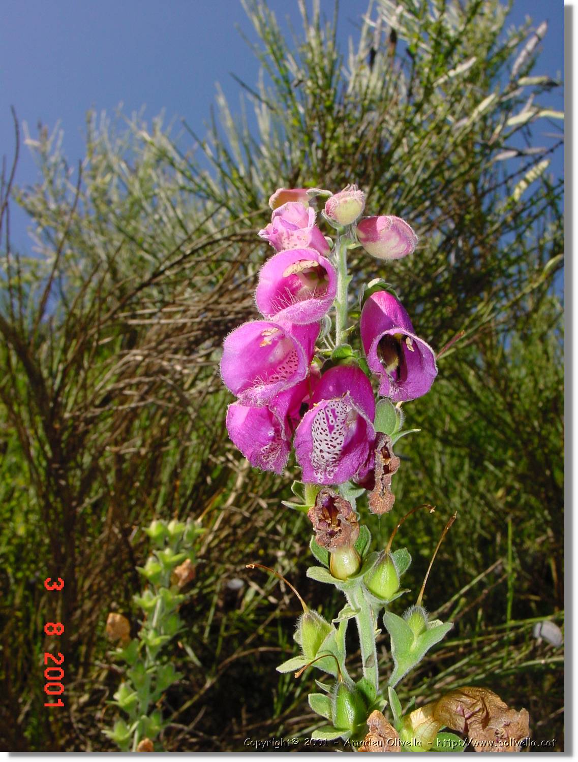 Flors_420.jpg