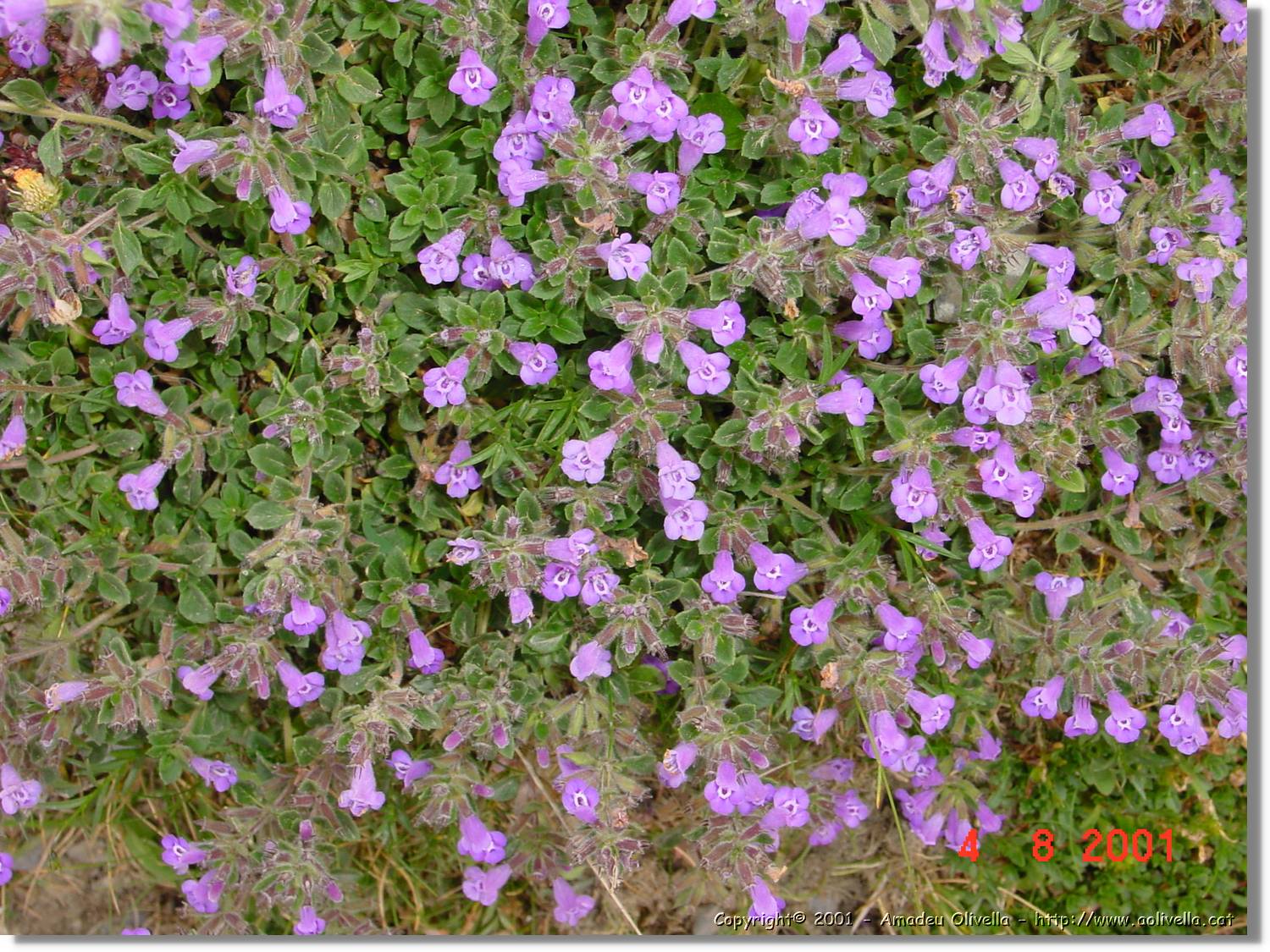 Flors_421.jpg
