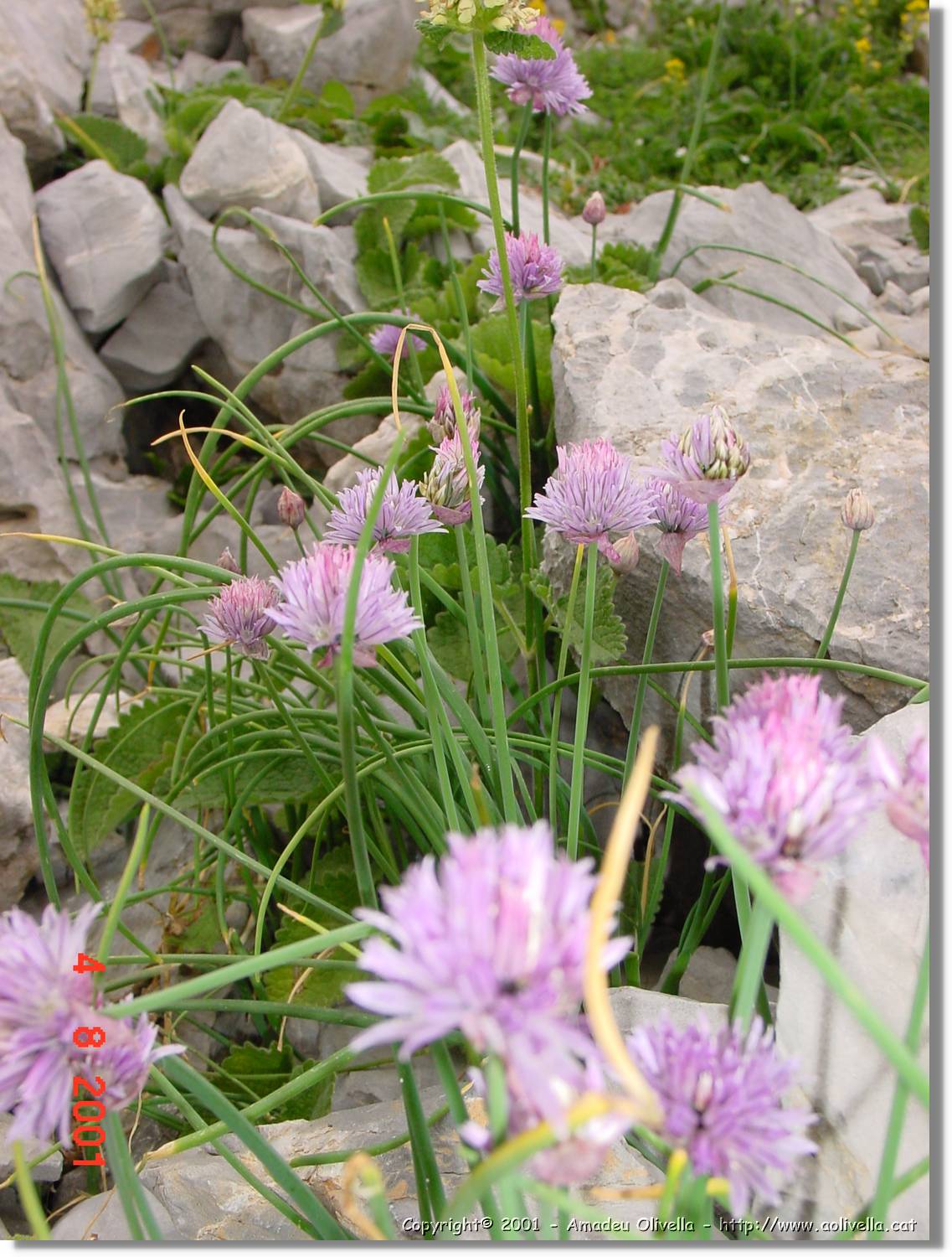 Flors_422.jpg