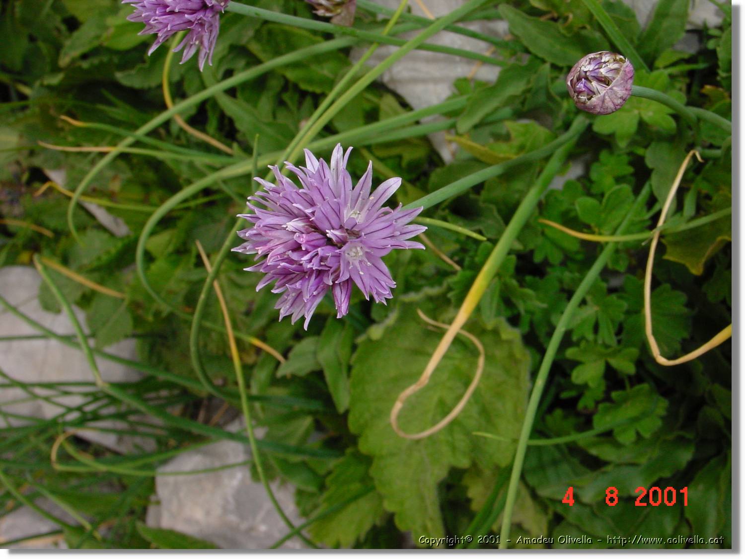 Flors_423.jpg