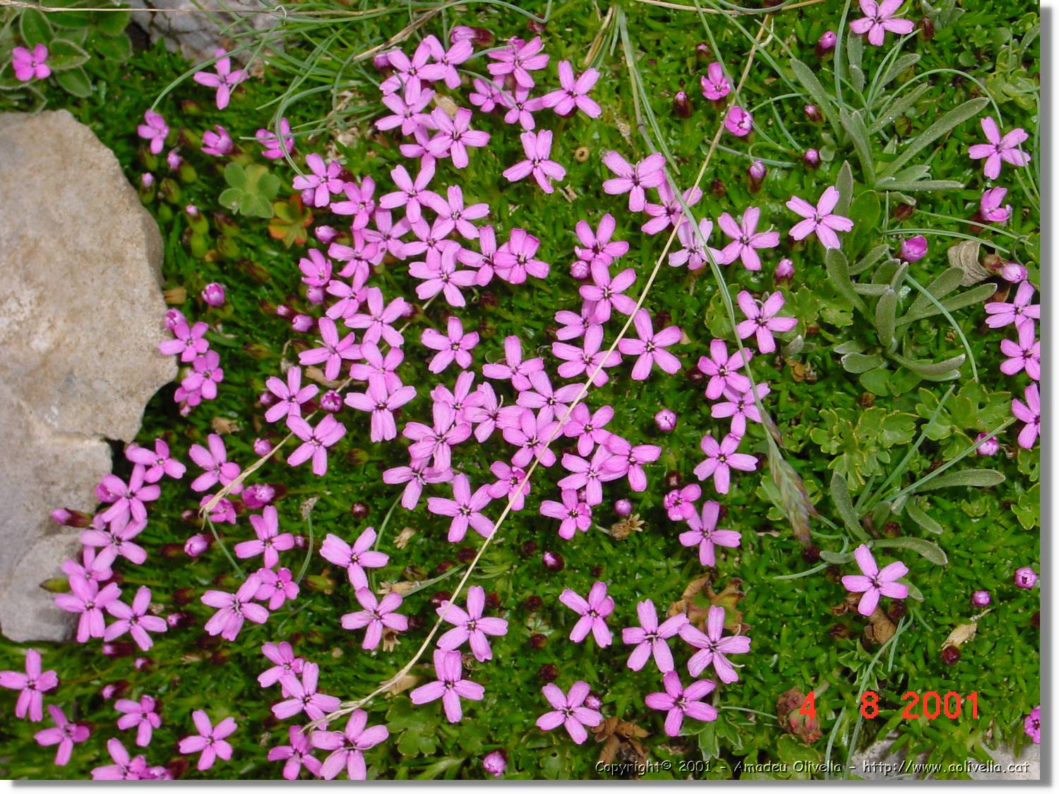 Flors_424.jpg