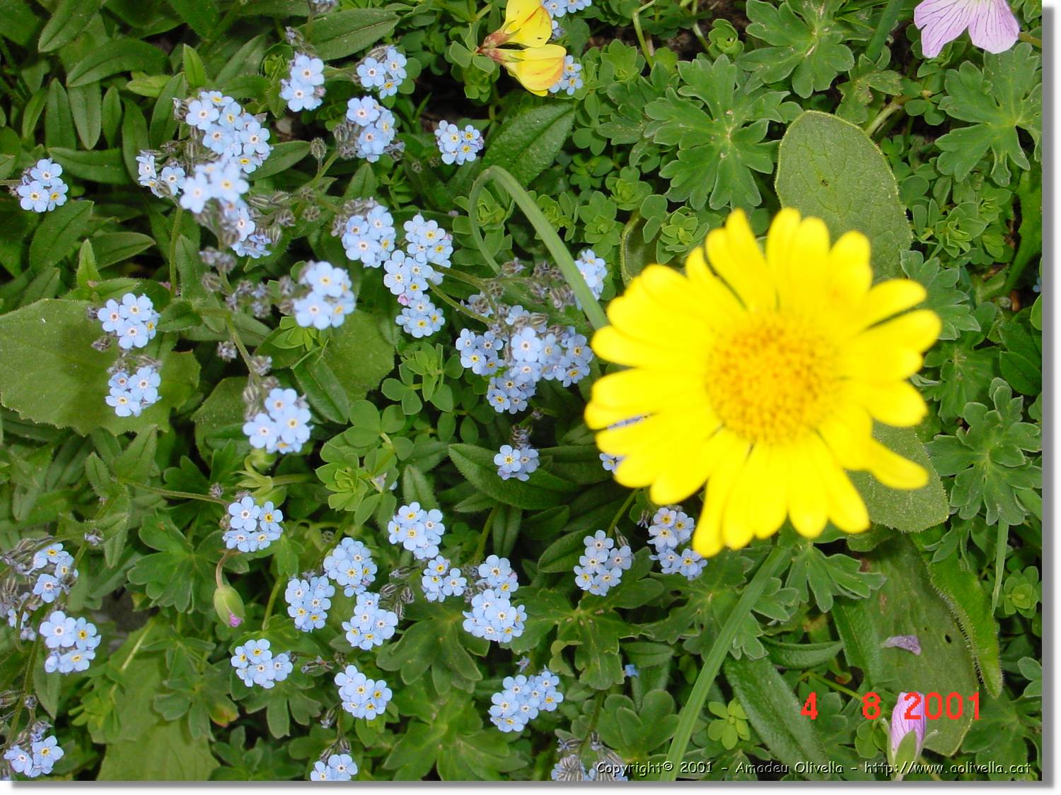 Flors_425.jpg