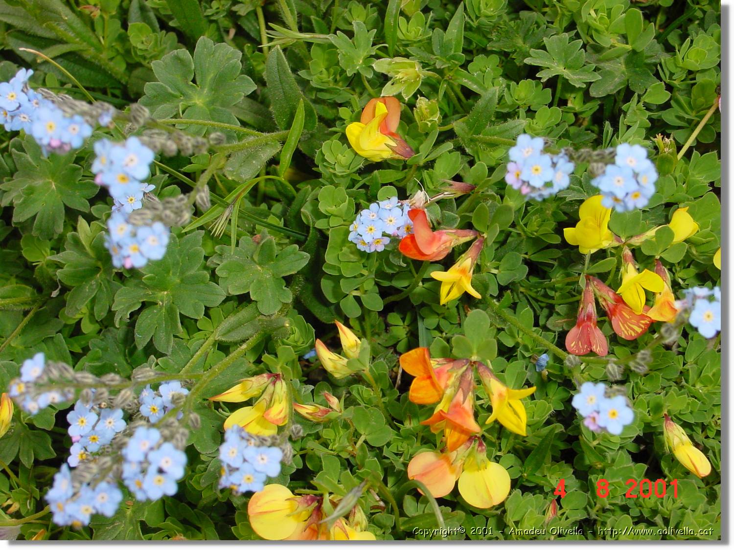 Flors_426.jpg