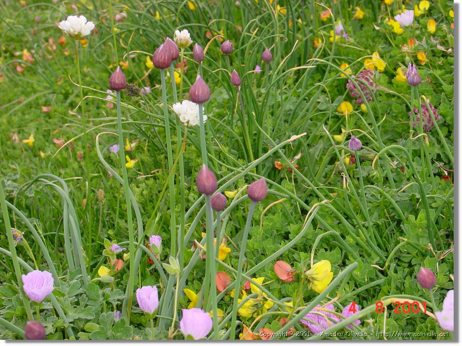 Flors_428.jpg