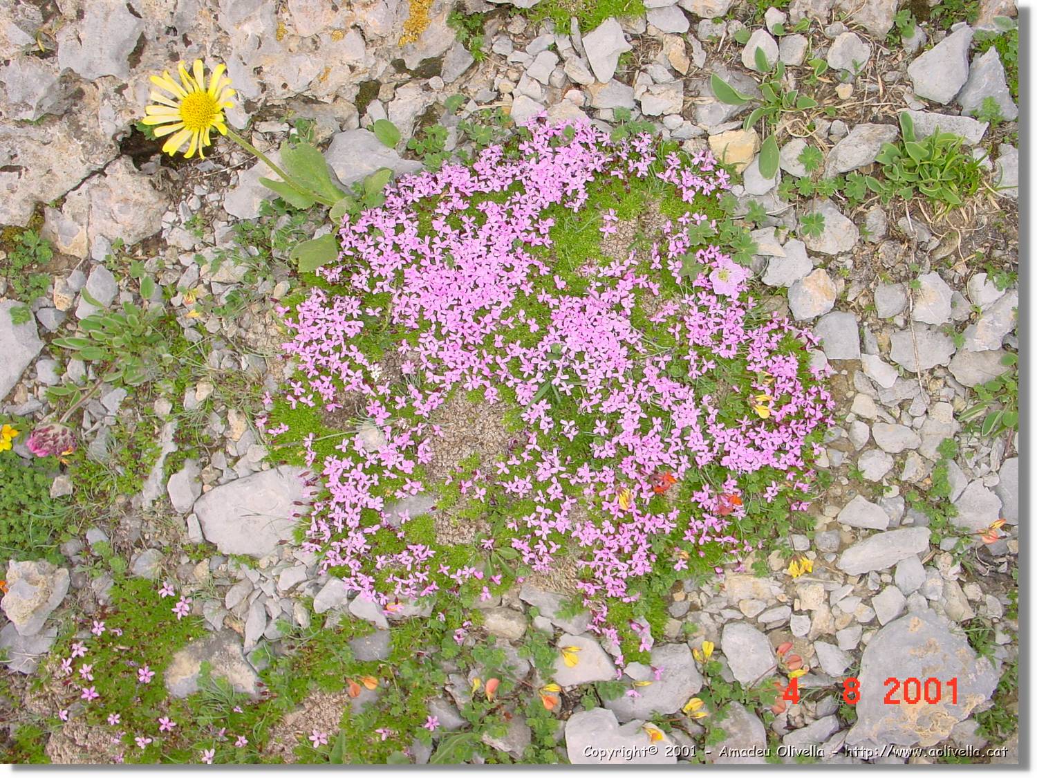 Flors_429.jpg