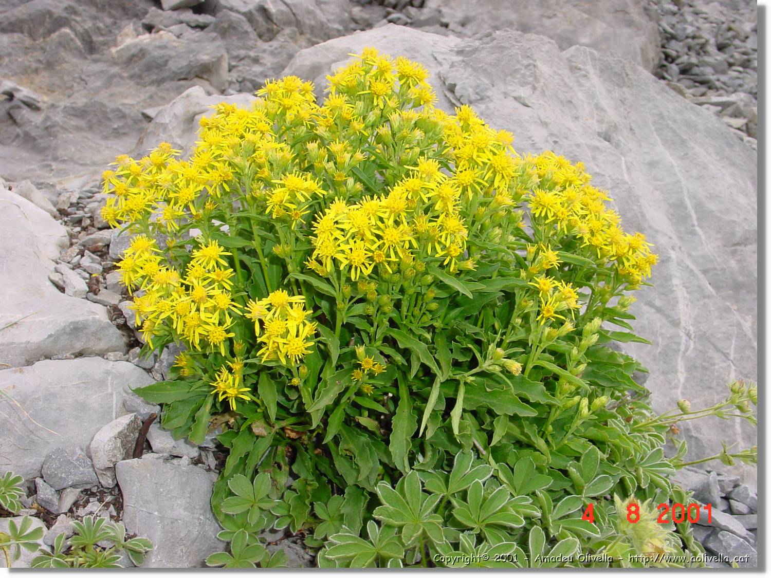 Flors_430.jpg