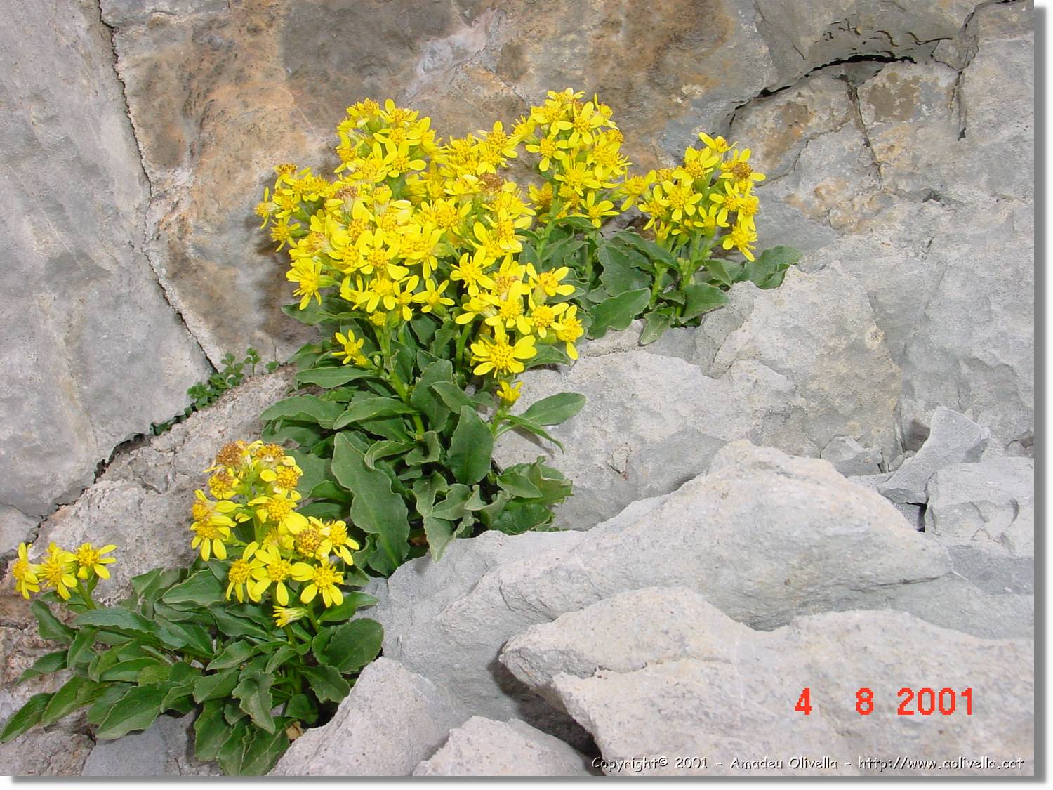 Flors_431.jpg