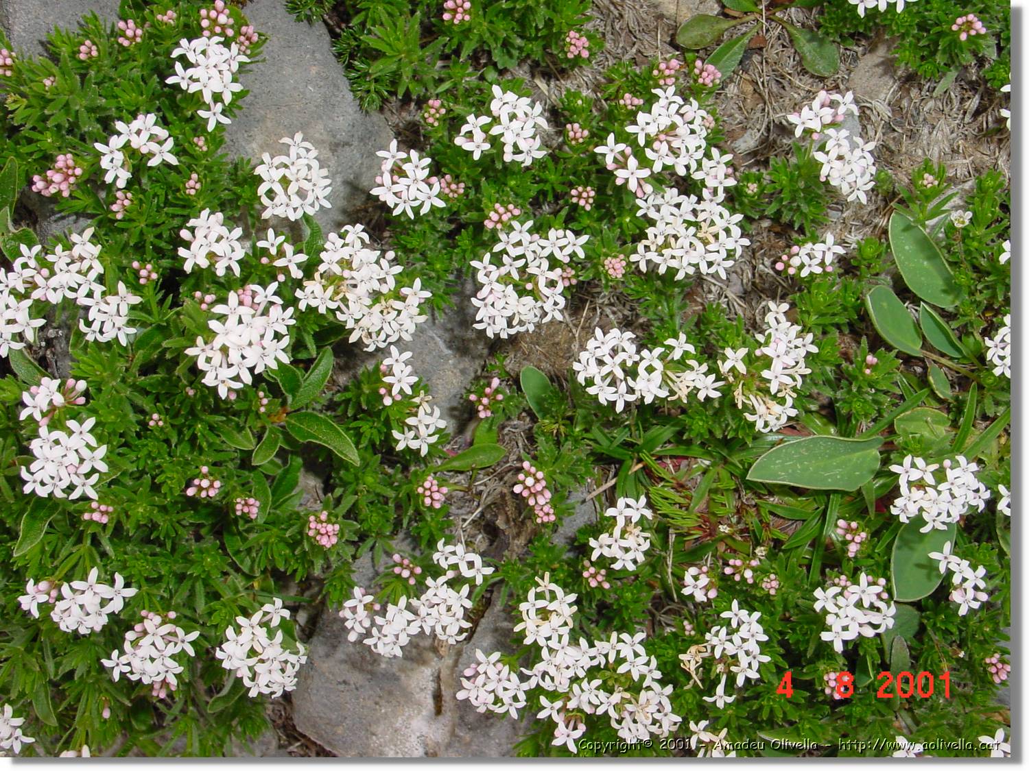 Flors_432.jpg