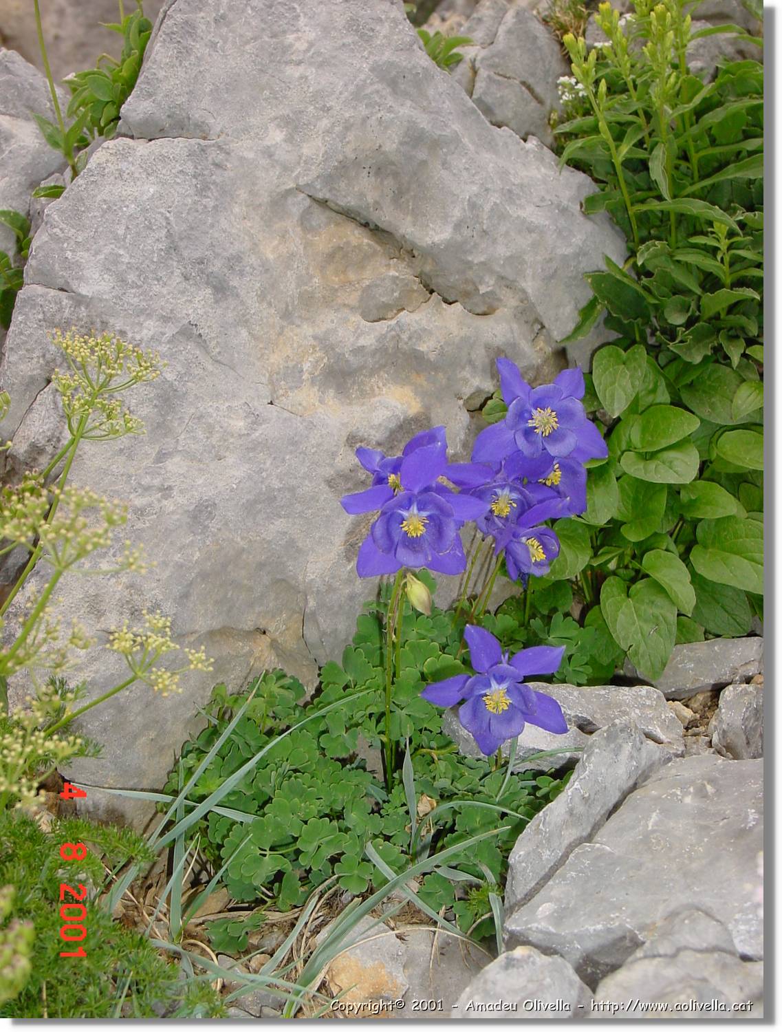 Flors_433.jpg
