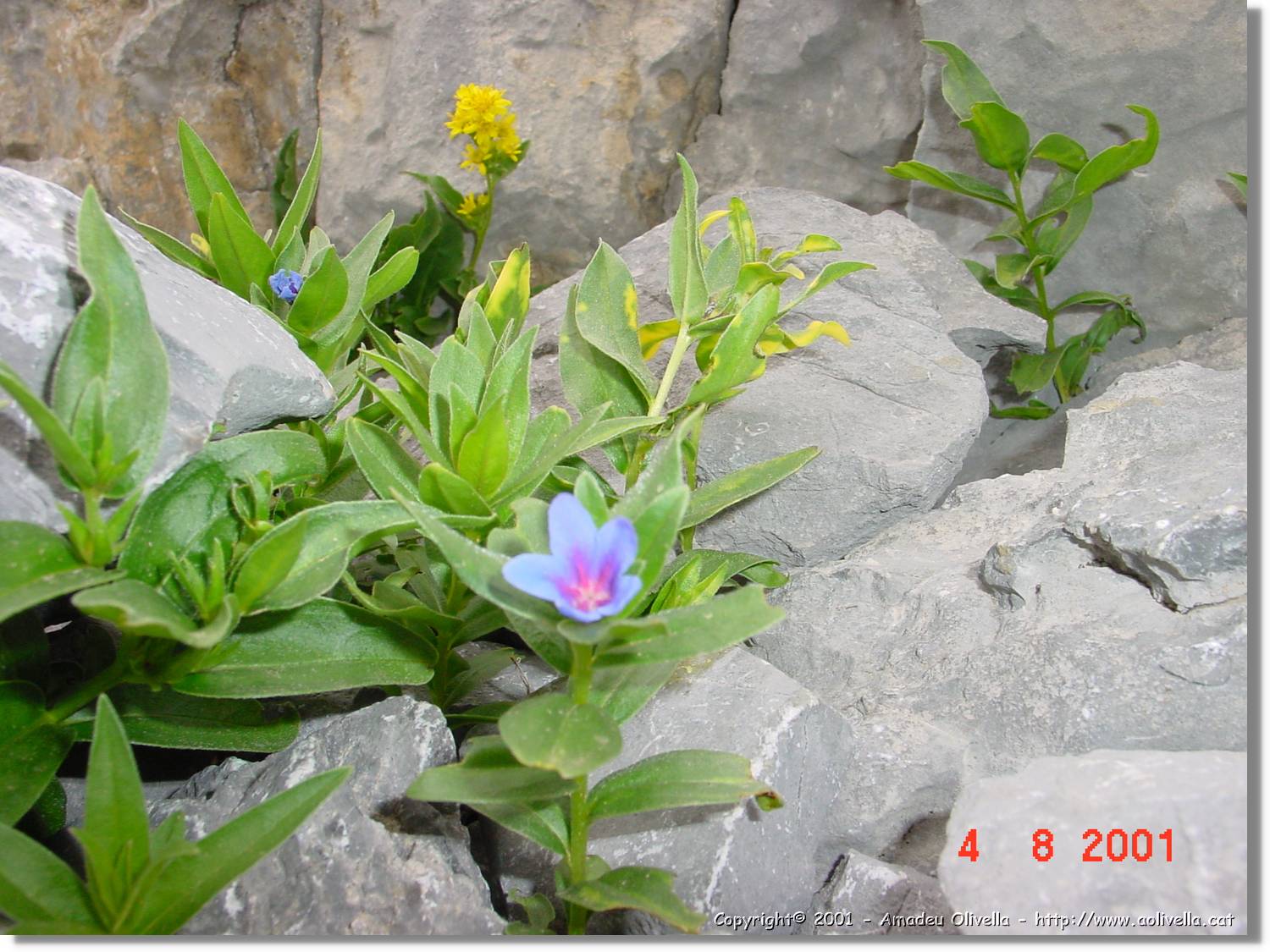 Flors_435.jpg