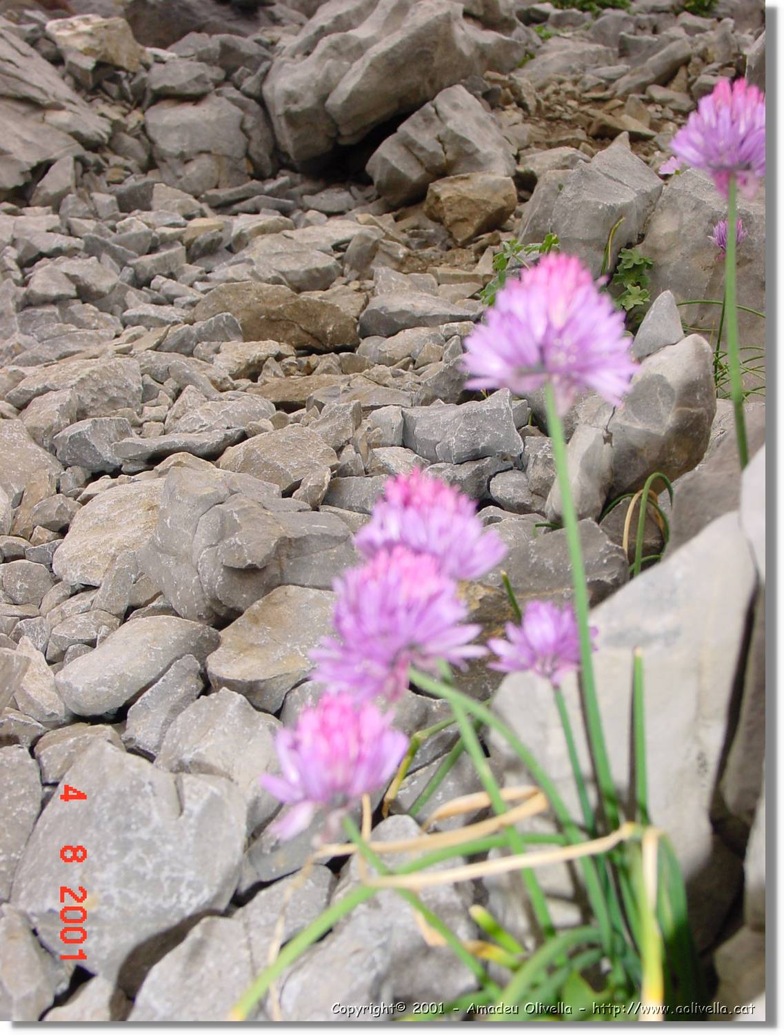 Flors_436.jpg