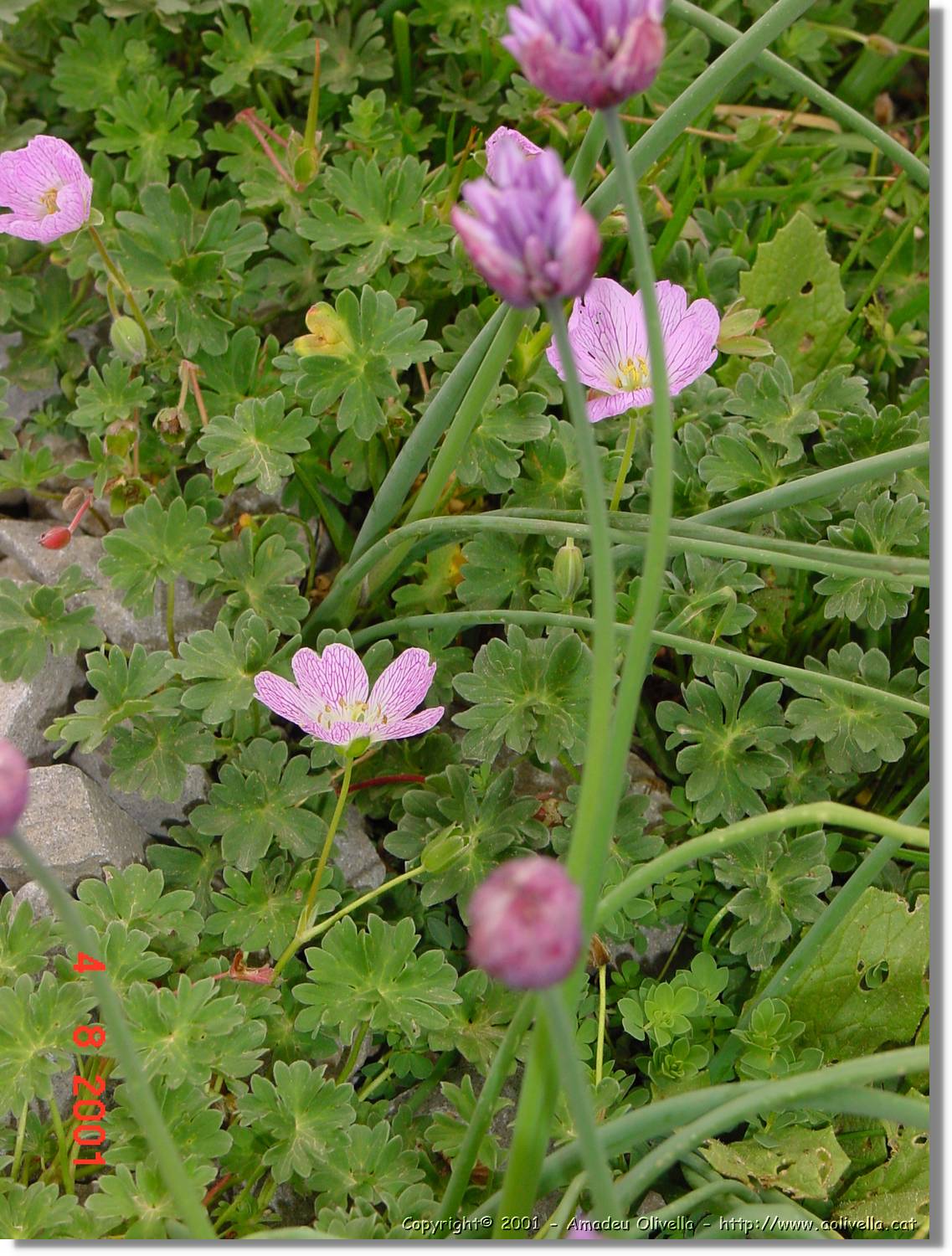 Flors_437.jpg