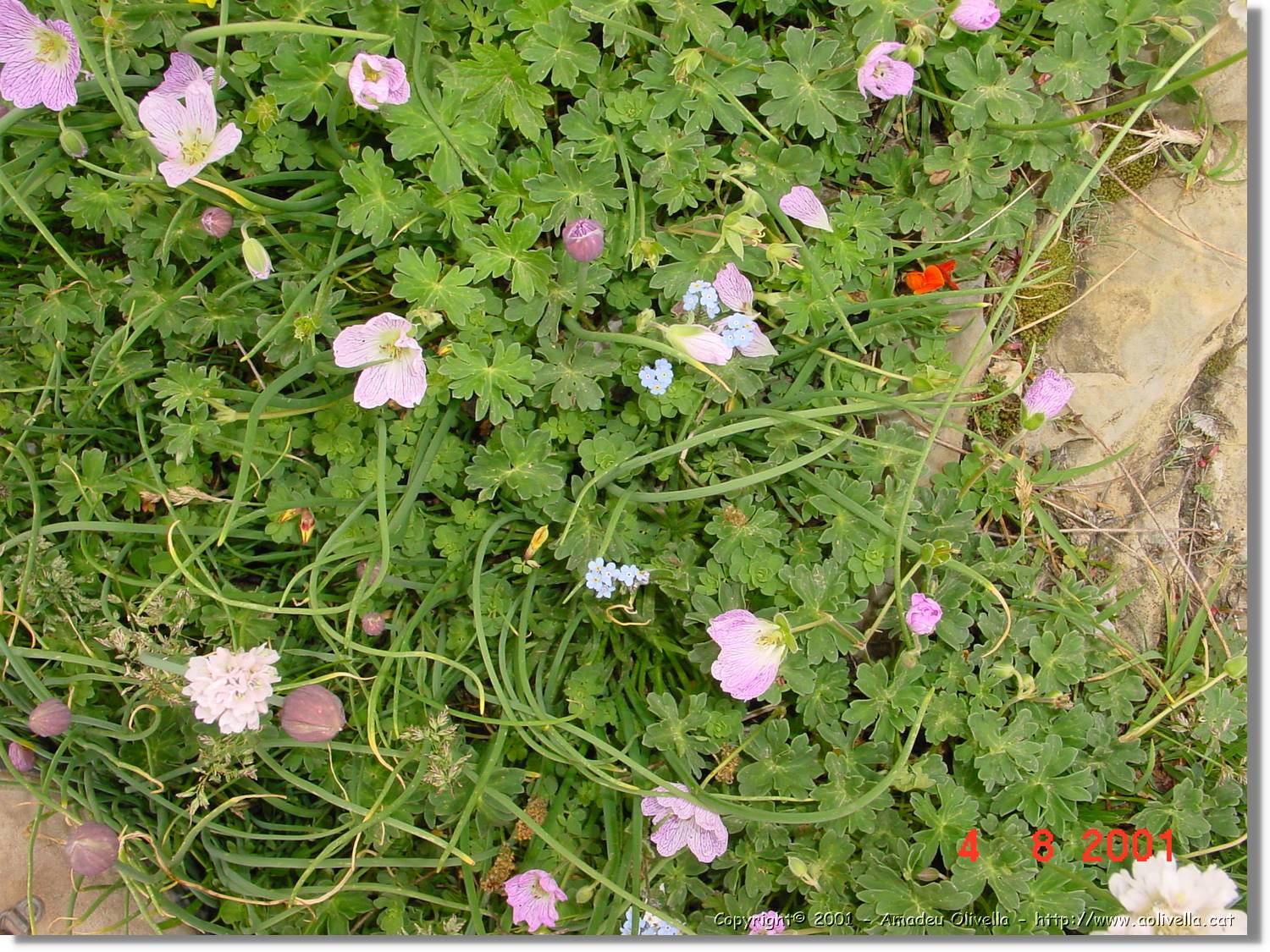 Flors_438.jpg